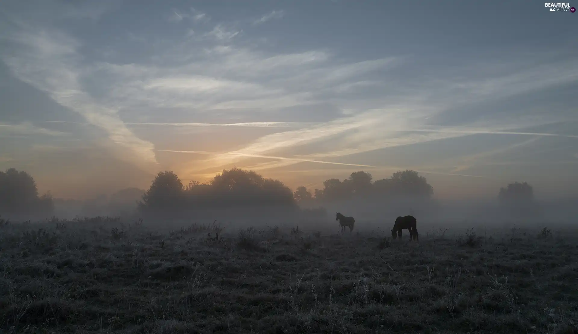 viewes, Fog, bloodstock, trees, Meadow