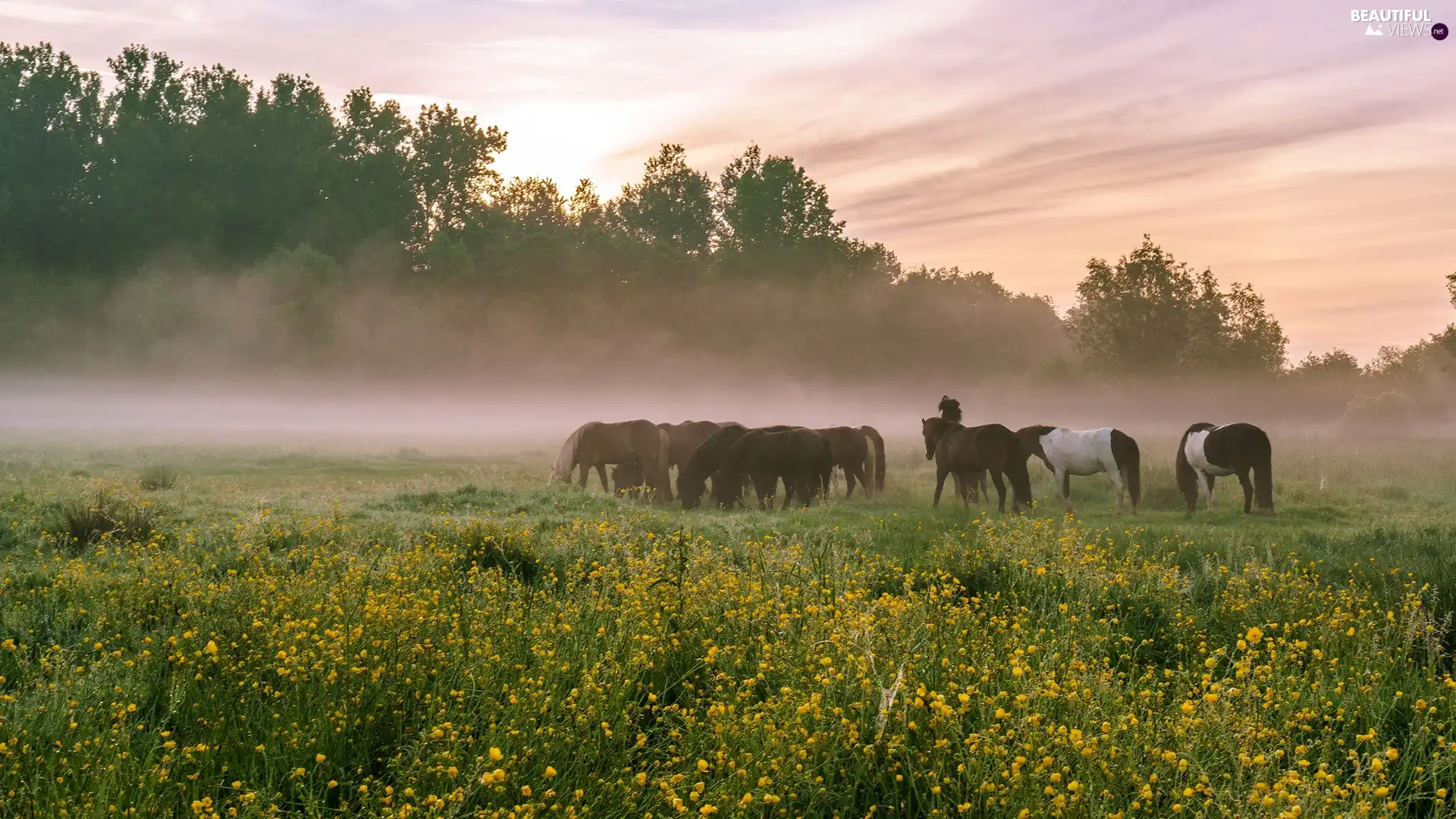 trees, Meadow, VEGETATION, Fog, viewes, bloodstock