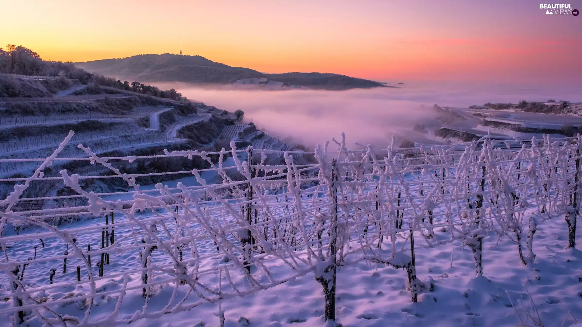 vineyards, winter, fence, Fog, Snowy, The Hills