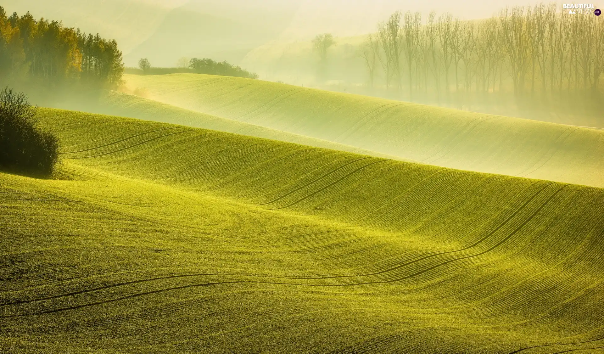 Field, trees, viewes, Fog