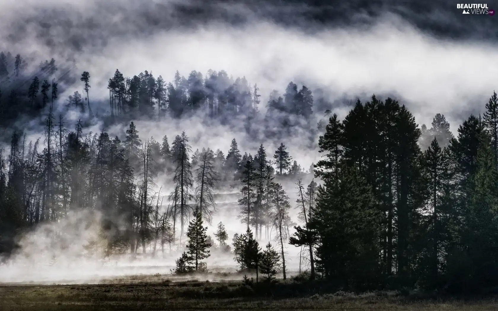 forest, Fog