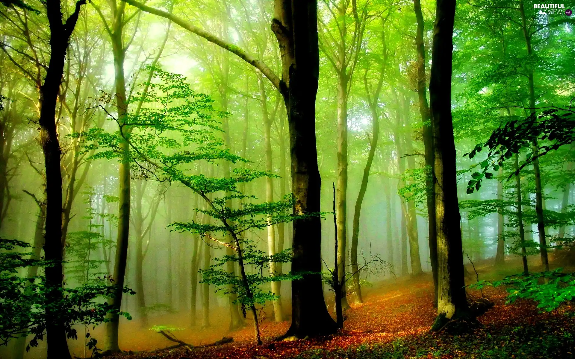 forest, Fog