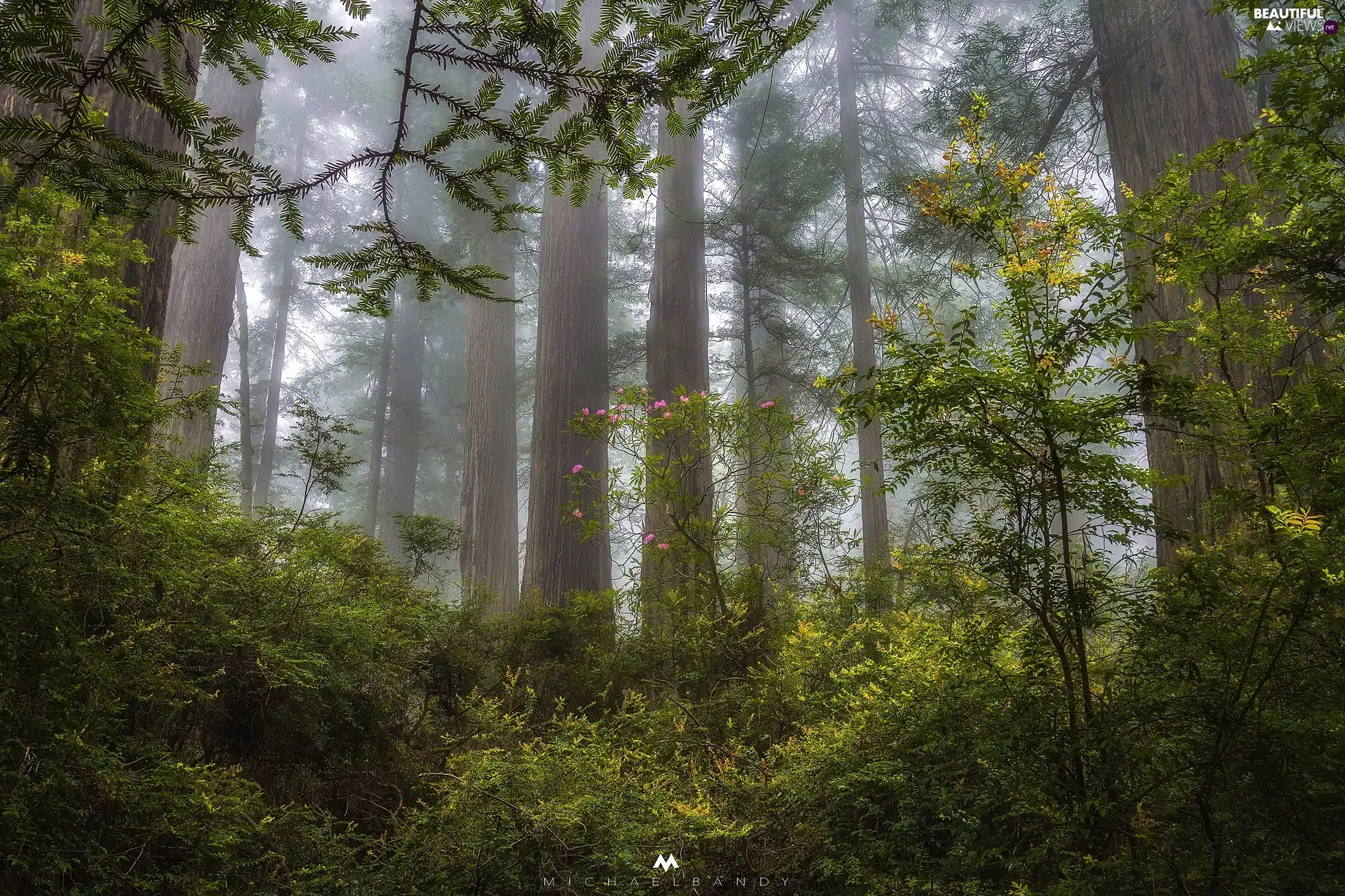 forest, Fog