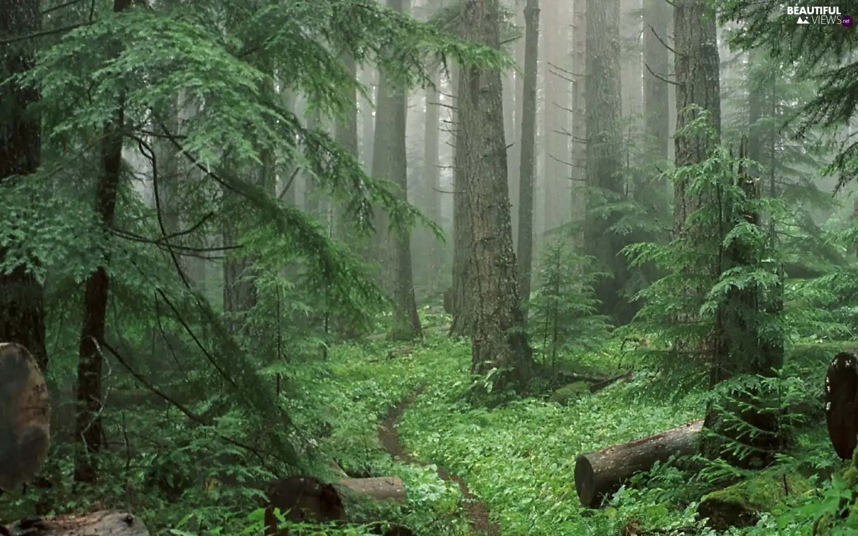 forest, Fog