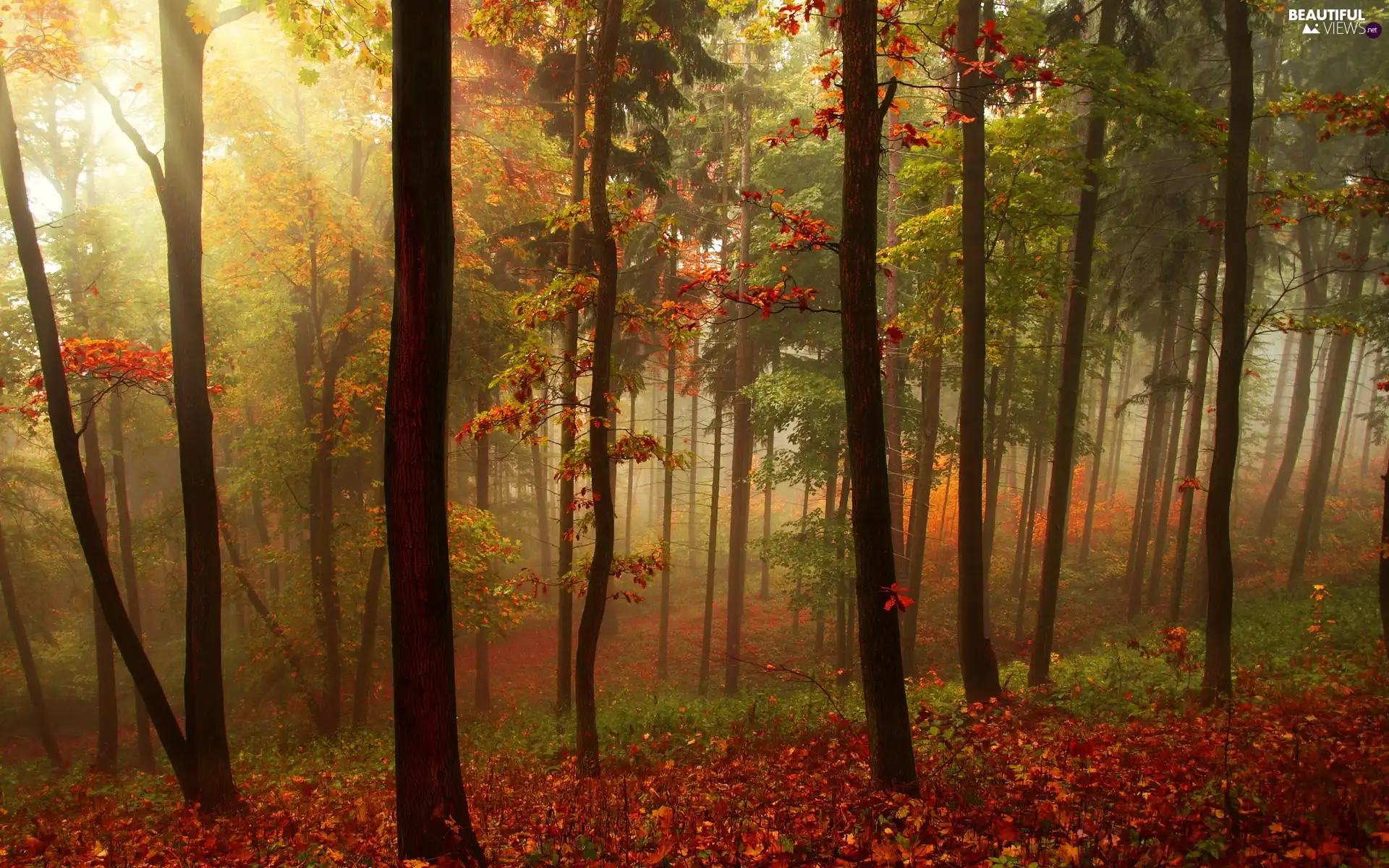 Fog, autumn, forest