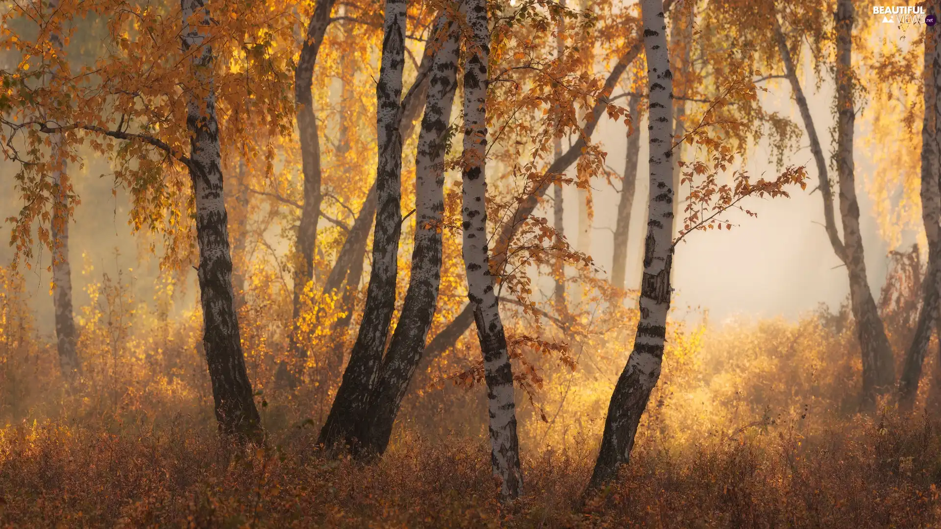 VEGETATION, Fog, forest, birch, autumn