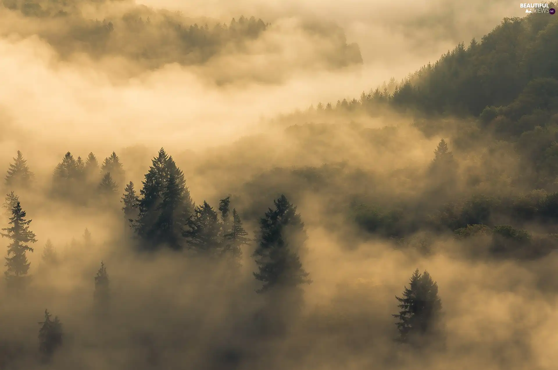 Fog Clouds Forest Beautiful Views Wallpapers 2048x1360