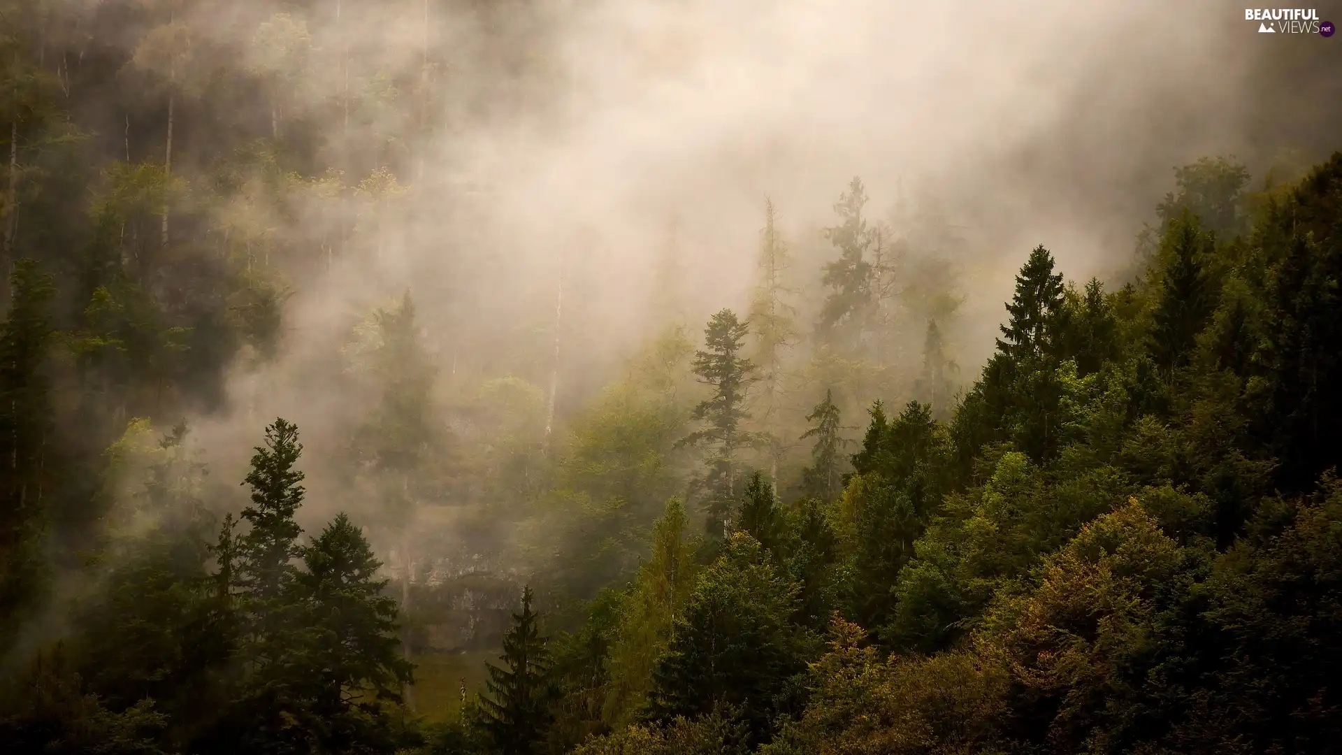viewes, Fog, forest, trees, hazy