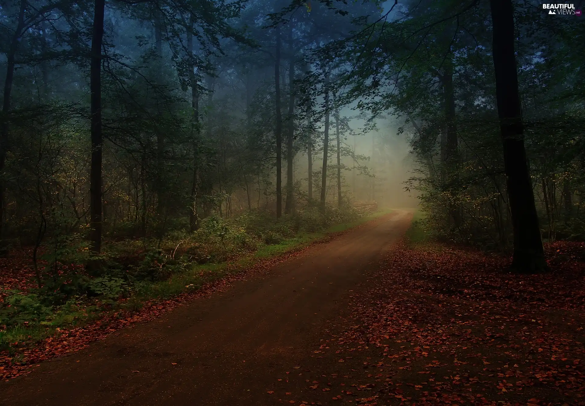 forest, Leaf, Fog, Way