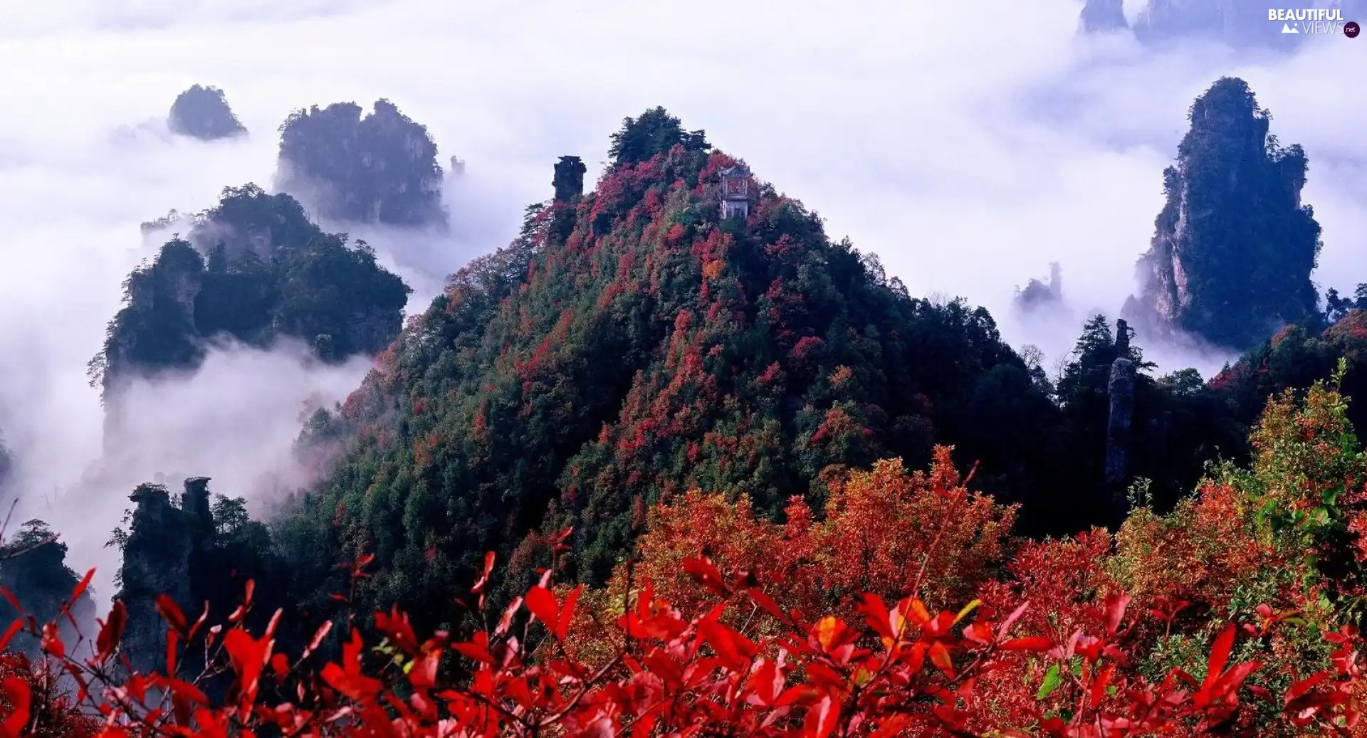 Fog, Mountains, forest