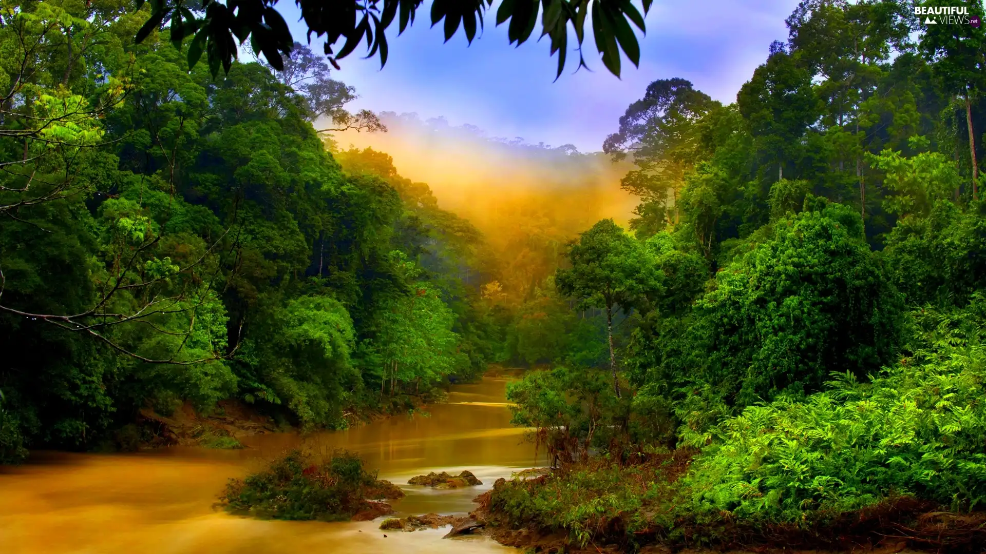 Fog, River, forest