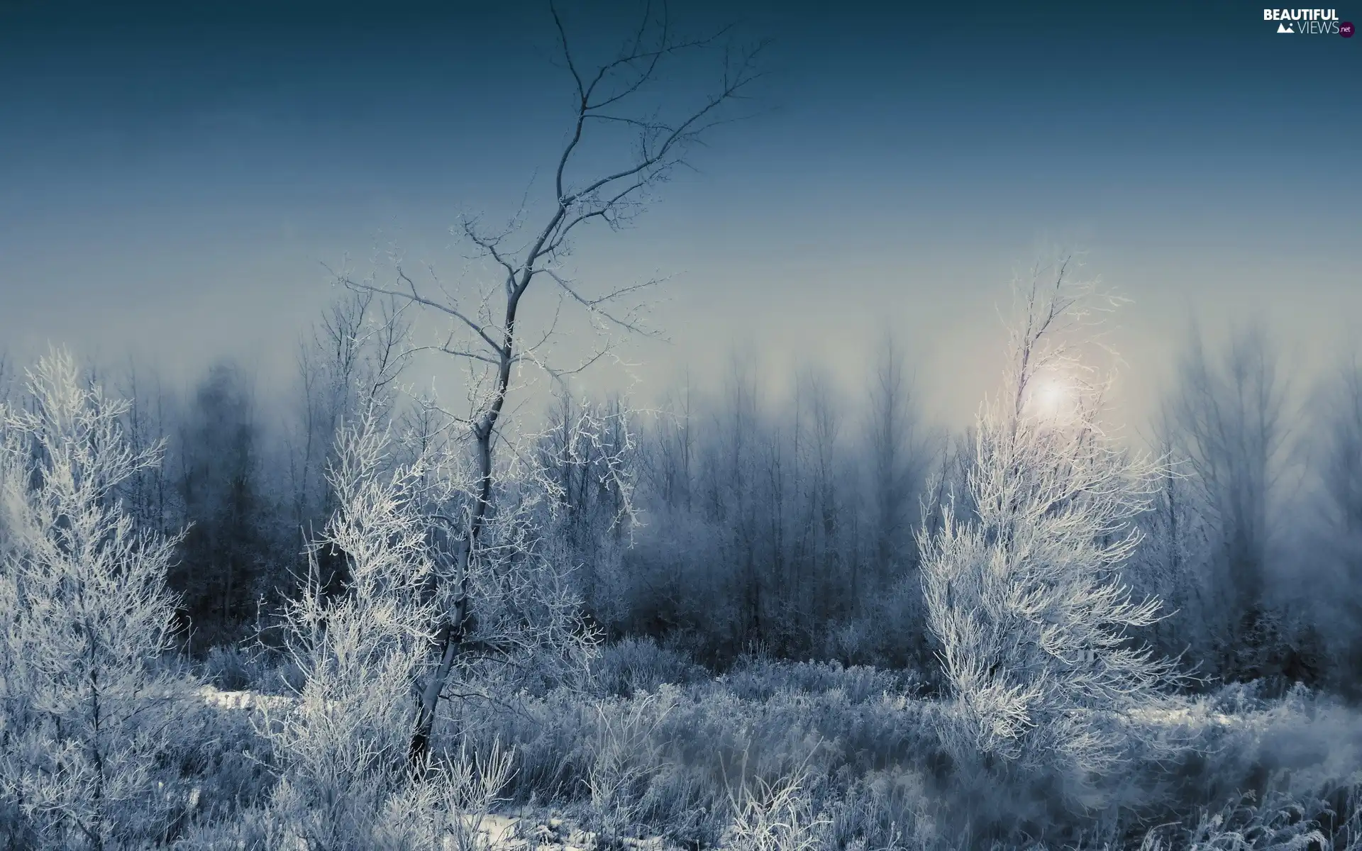 Fog, snow, forest