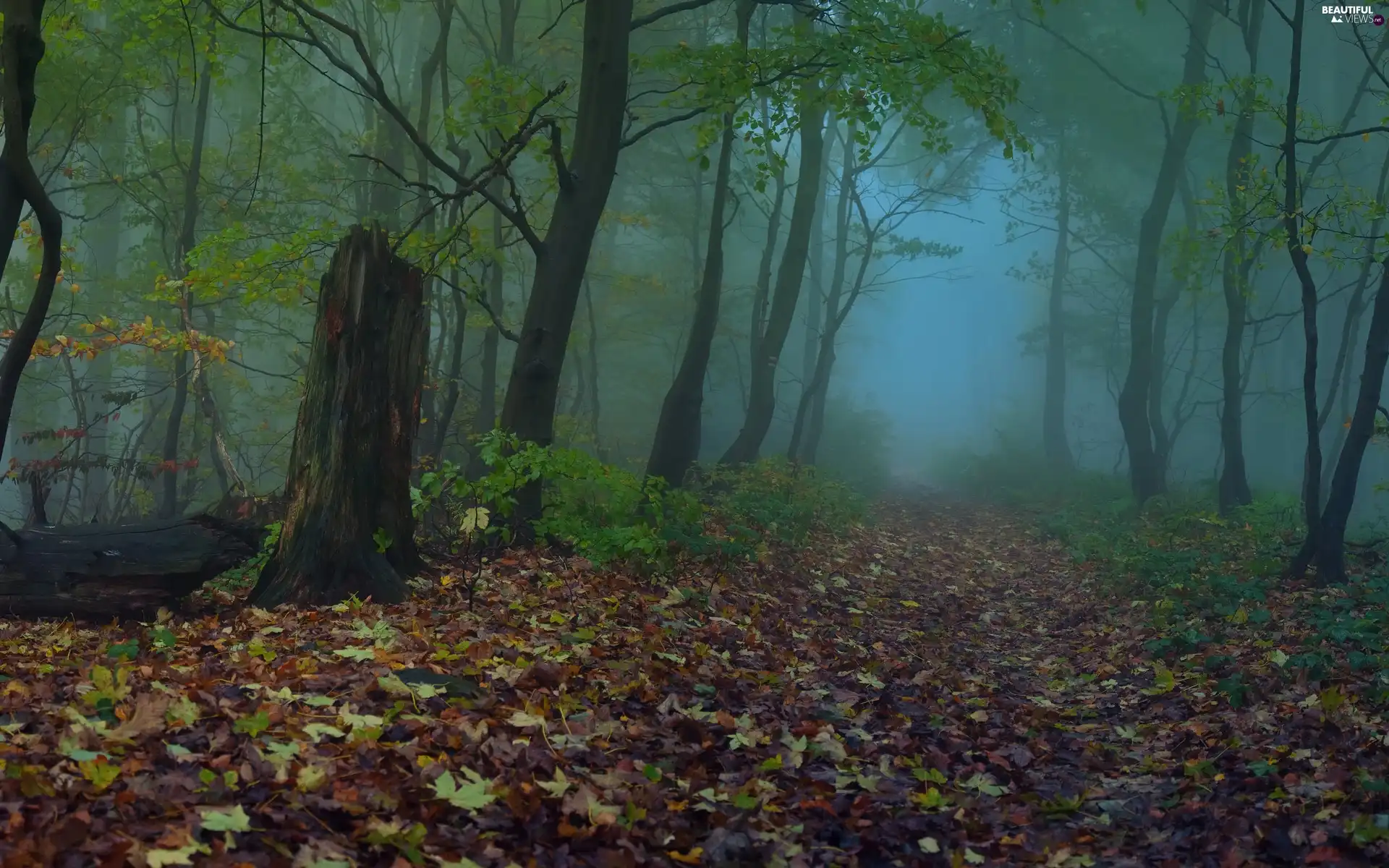 forest, viewes, Fog, trees