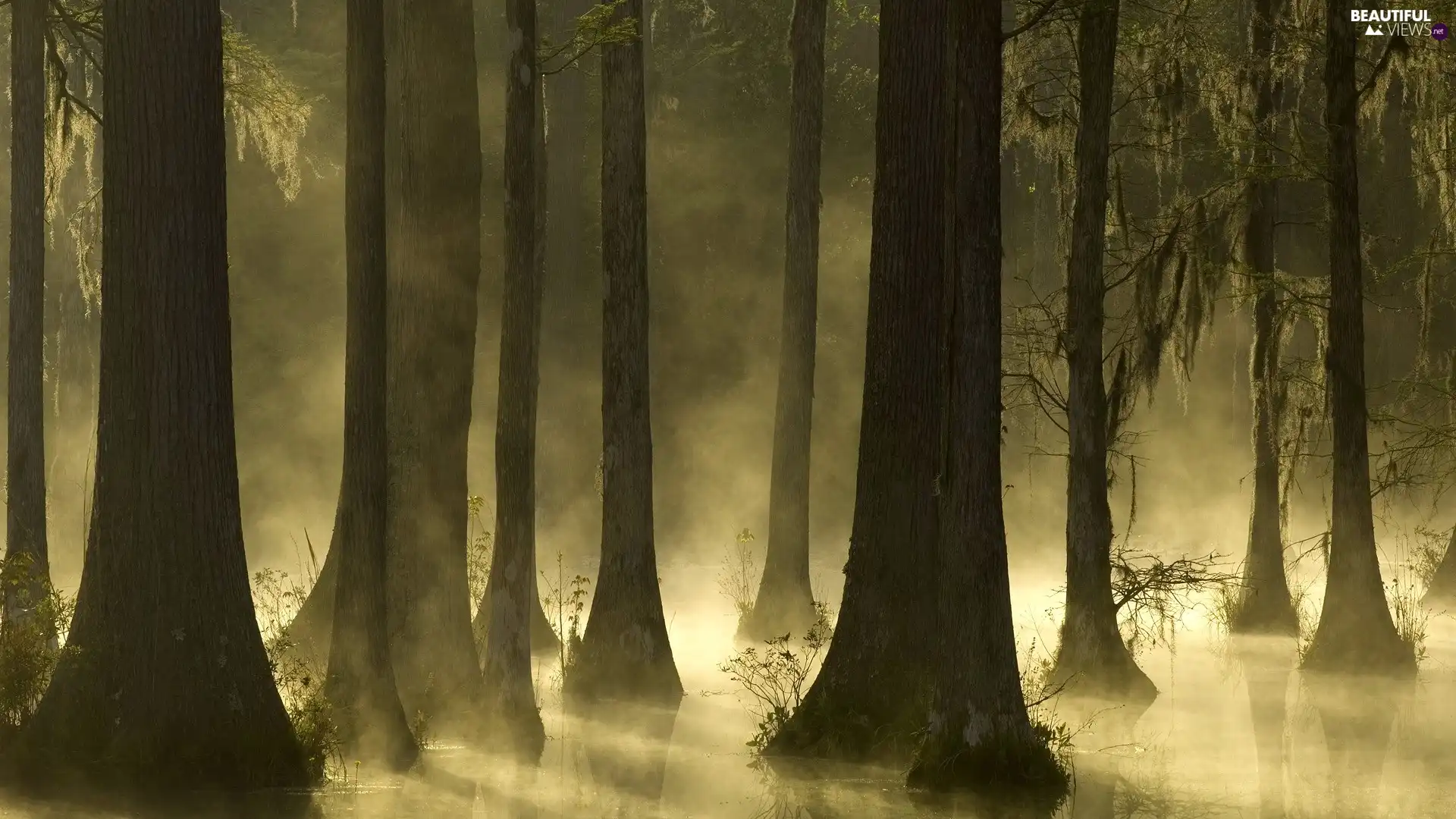 forest, viewes, Fog, trees