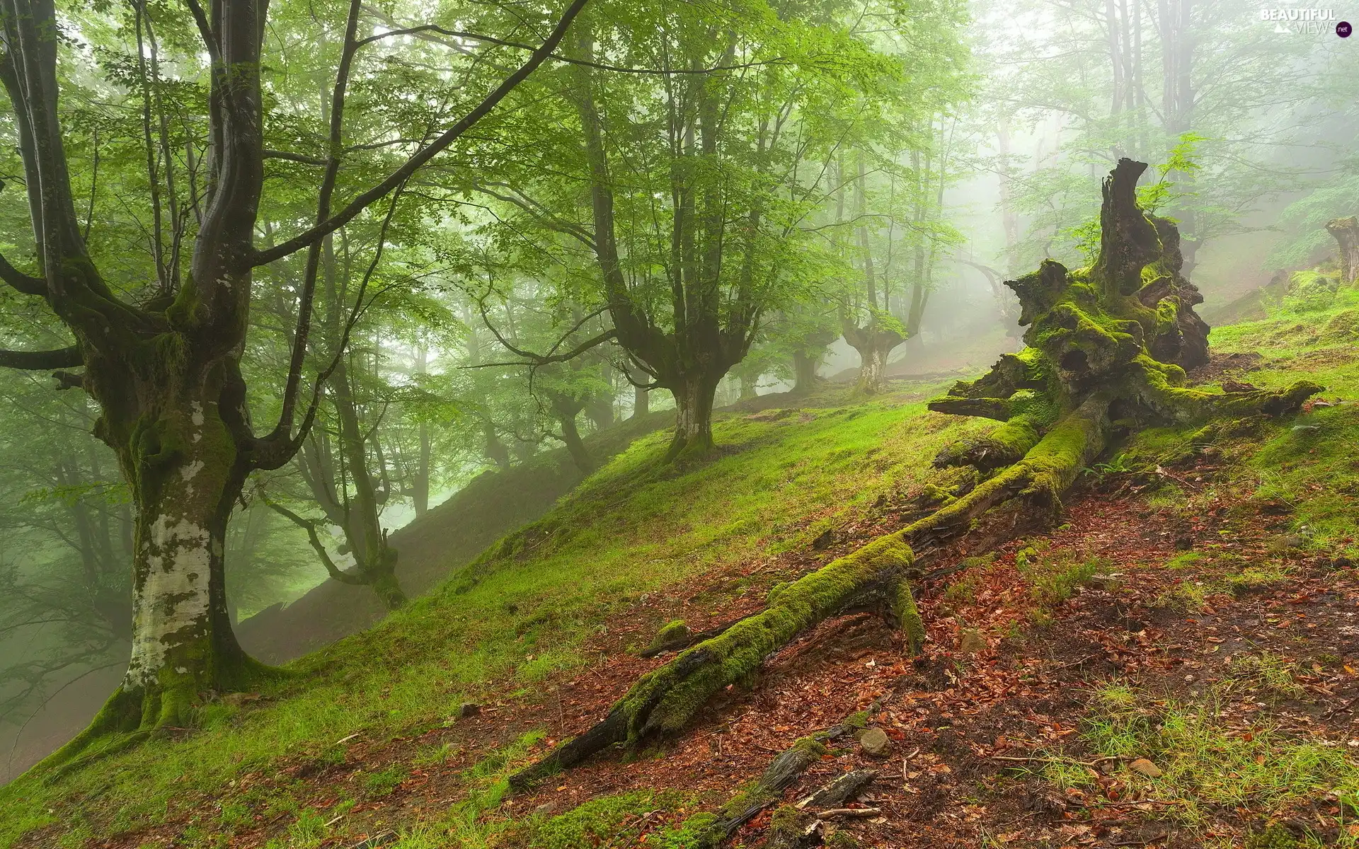 forest, viewes, Fog, trees