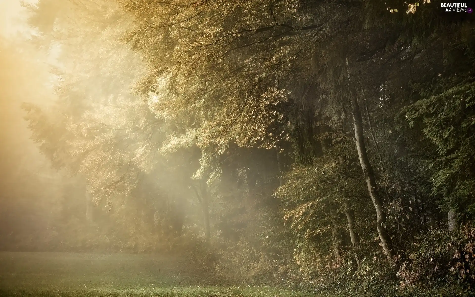 forest, viewes, Fog, trees