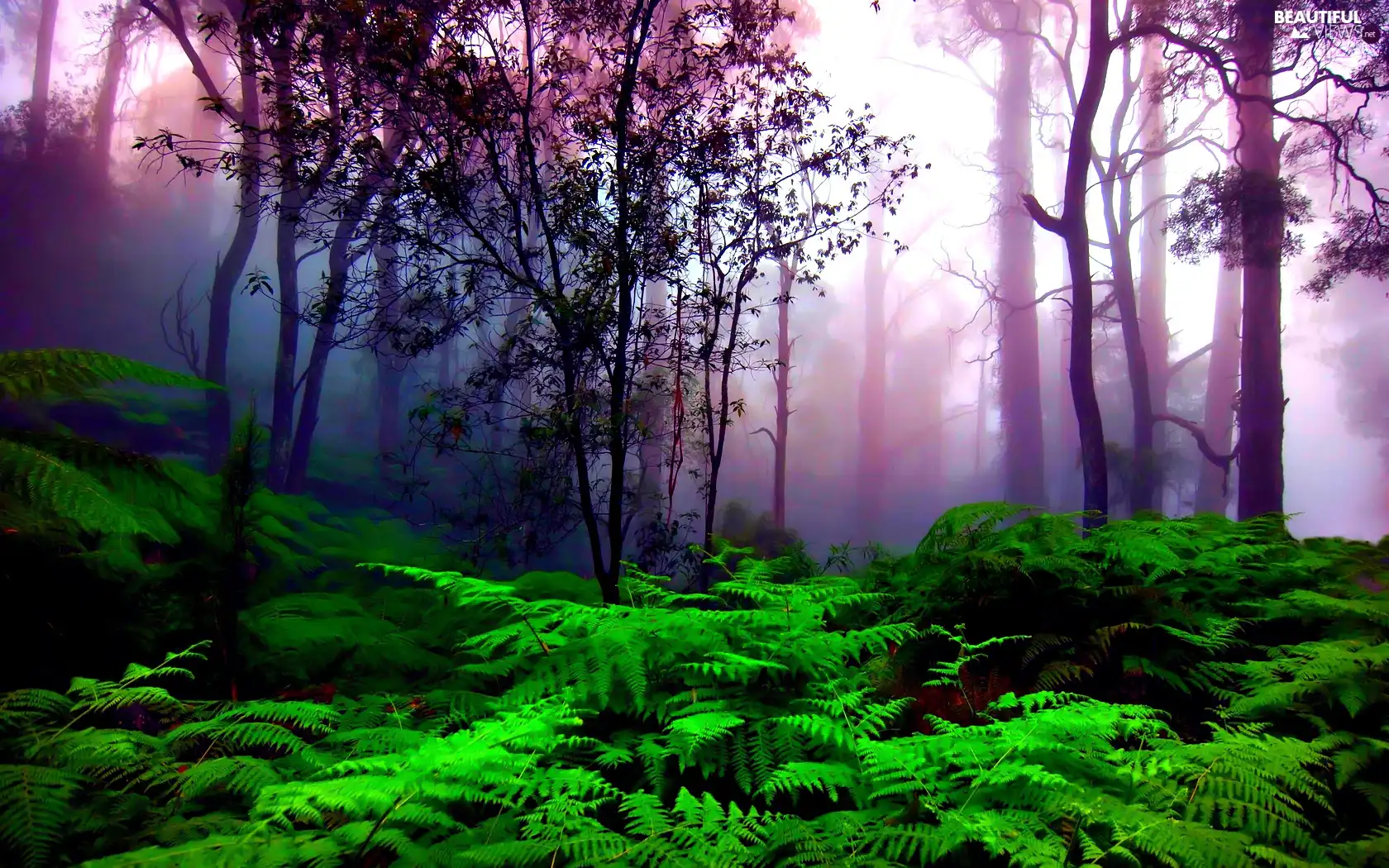 forest, Violet, Fog, Fern