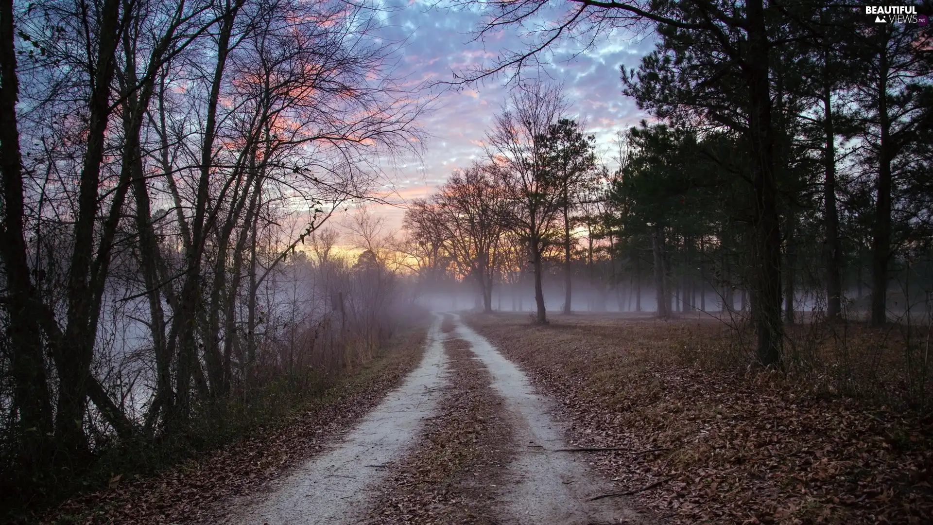 Fog, Way, forest