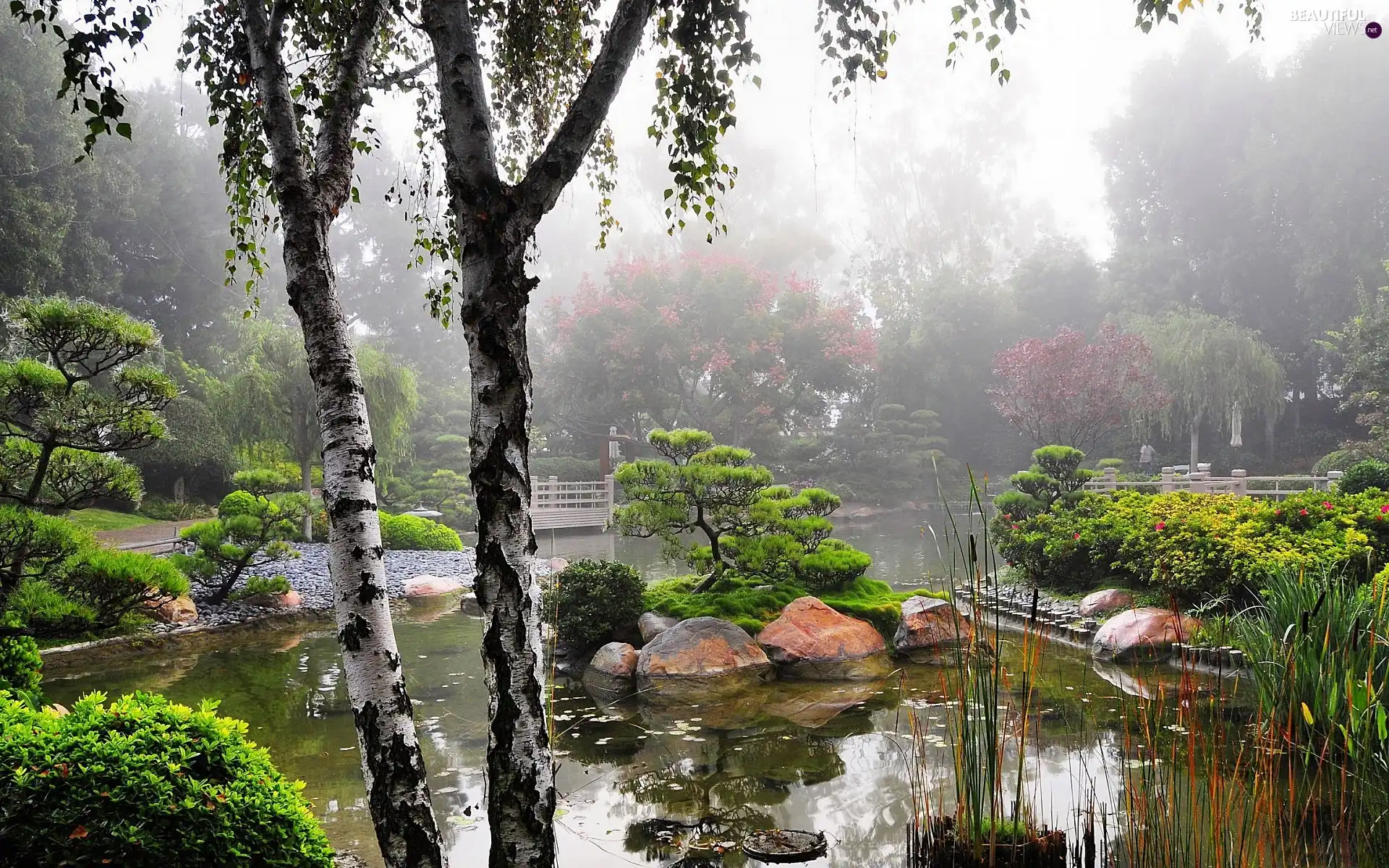 japanese, morning, Fog, Garden