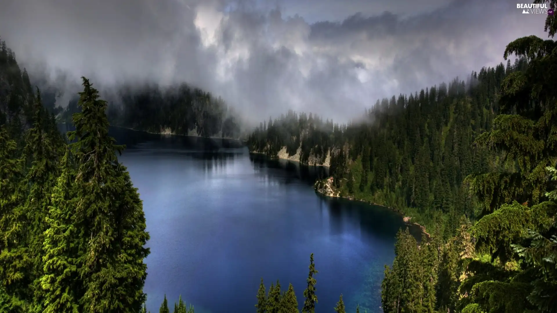 Fog, forest, lake