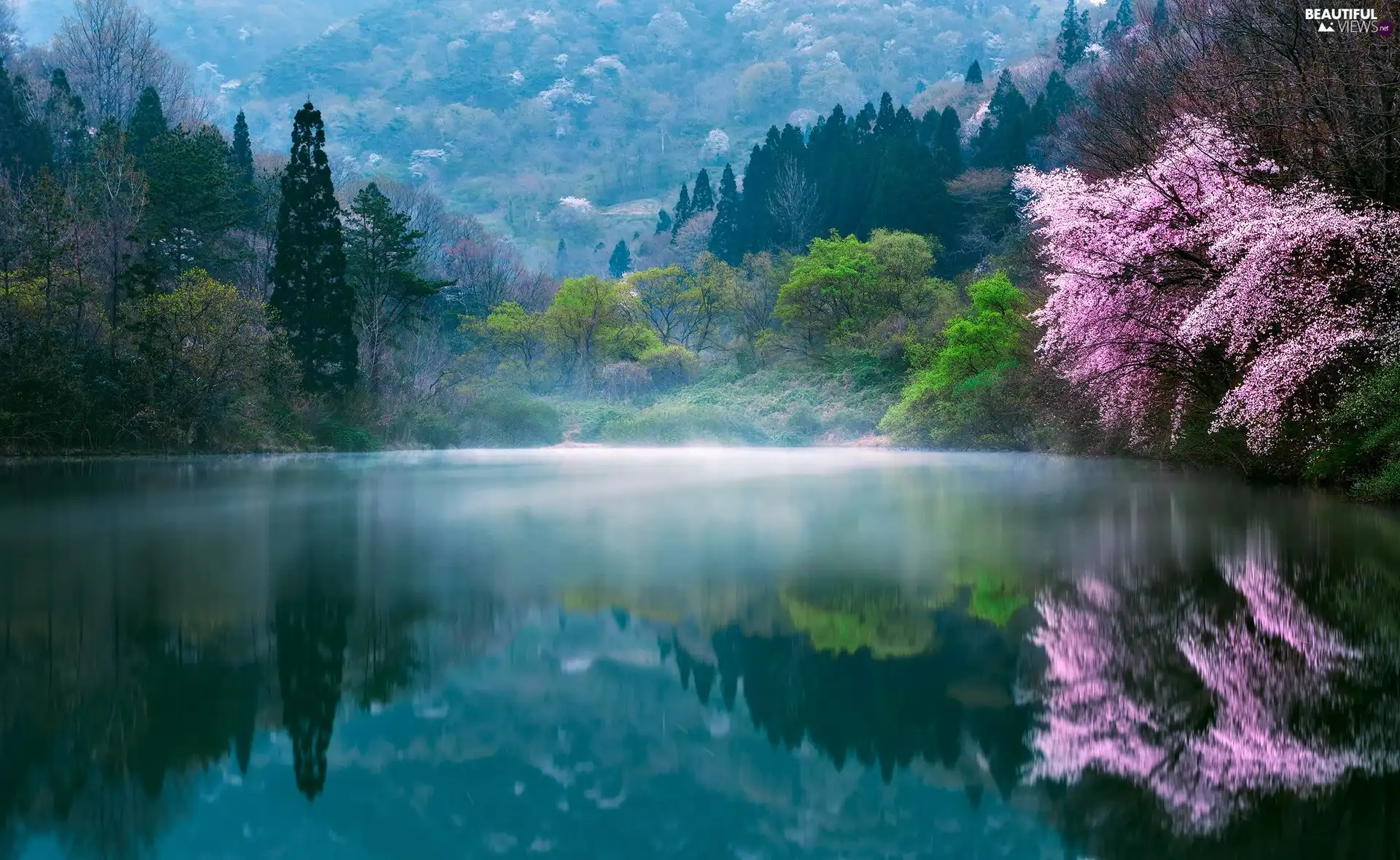 morning, Spring, trees, lake, South Korea, Fog, viewes