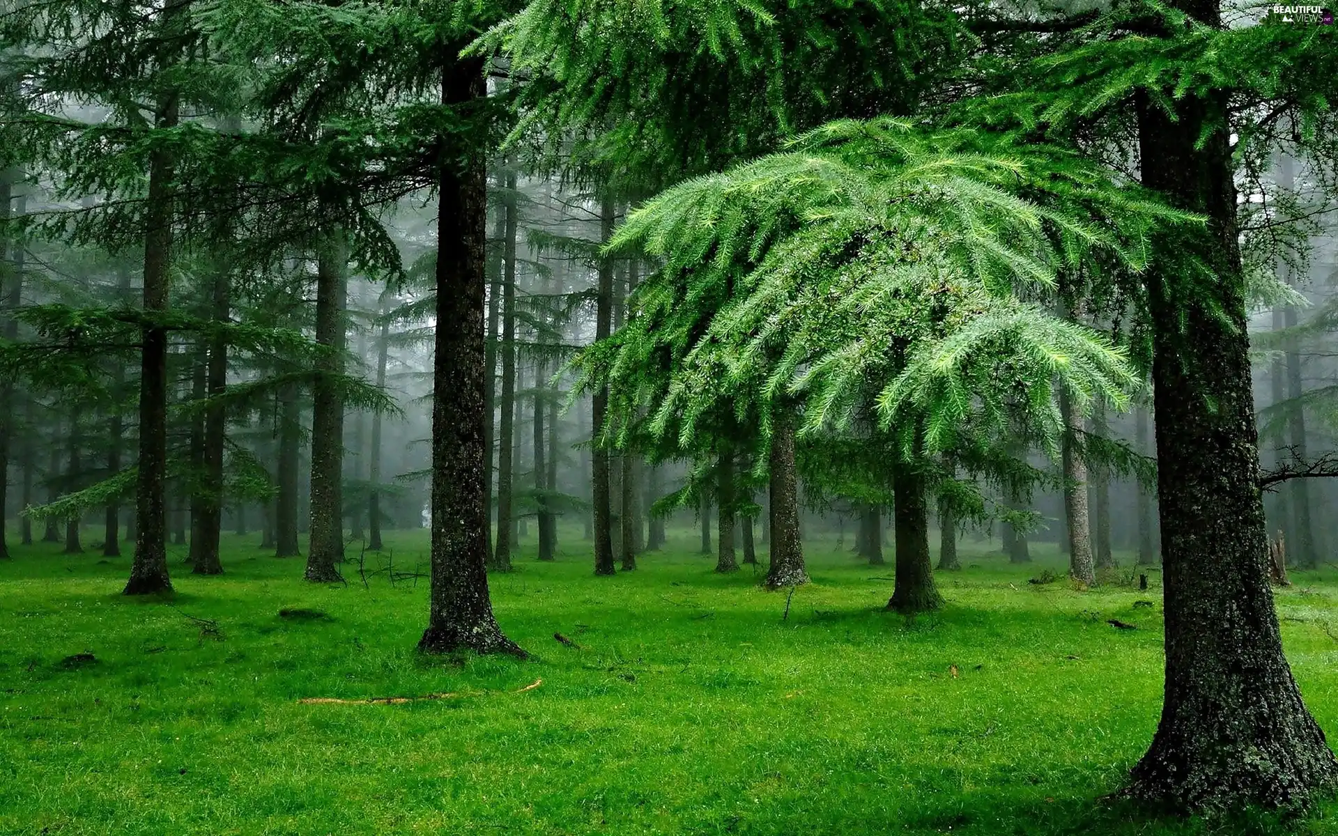 Fog, forest, Larches