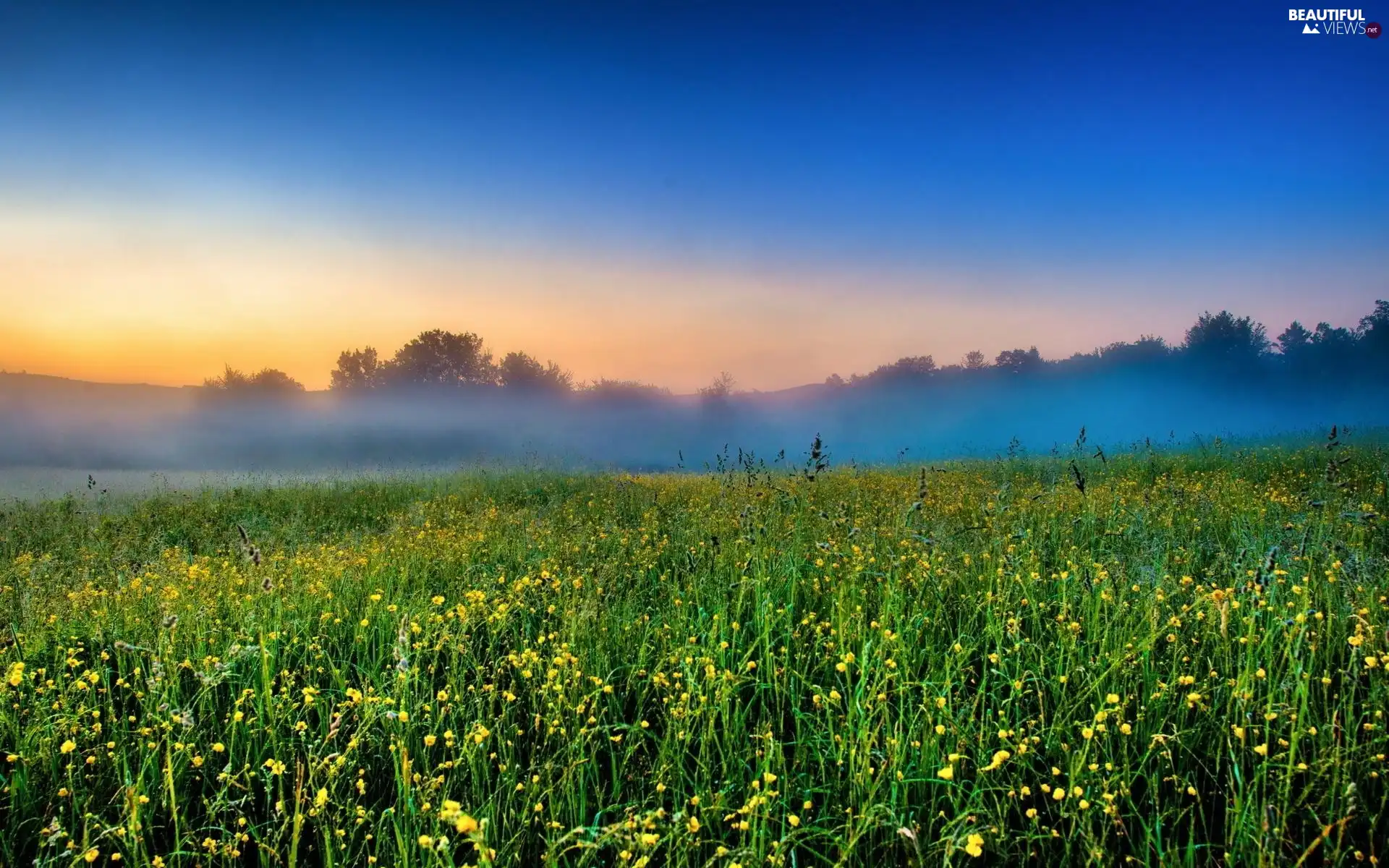 Meadow, Fog