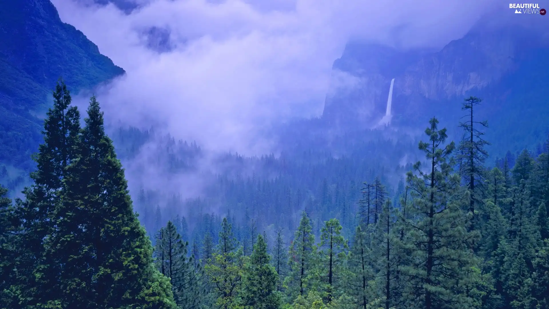 Fog, forest, Mountains