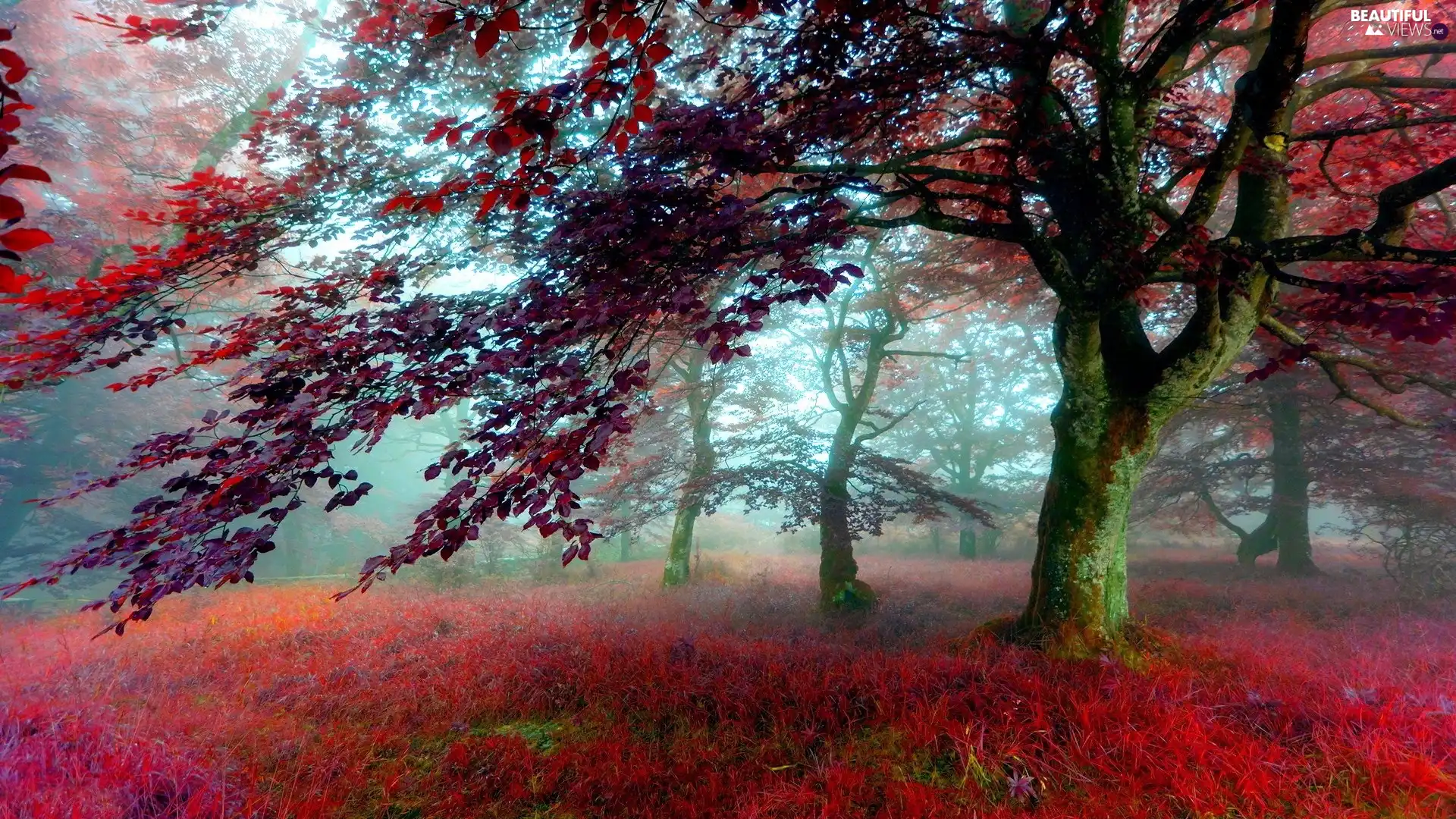Fog, autumn, Park