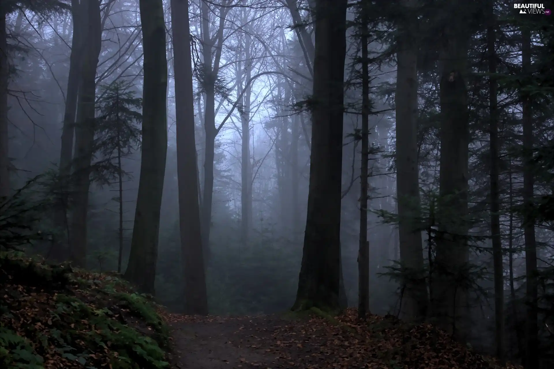 Fog, forest, Path