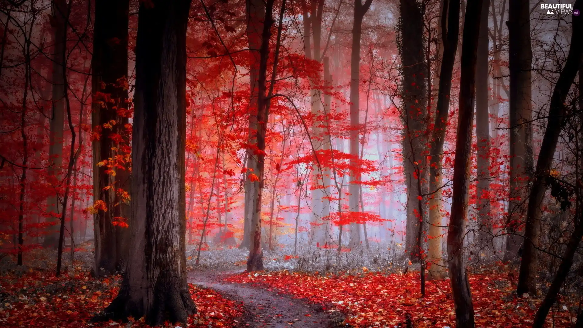 Red, autumn, Fog, Path, Leaf, forest