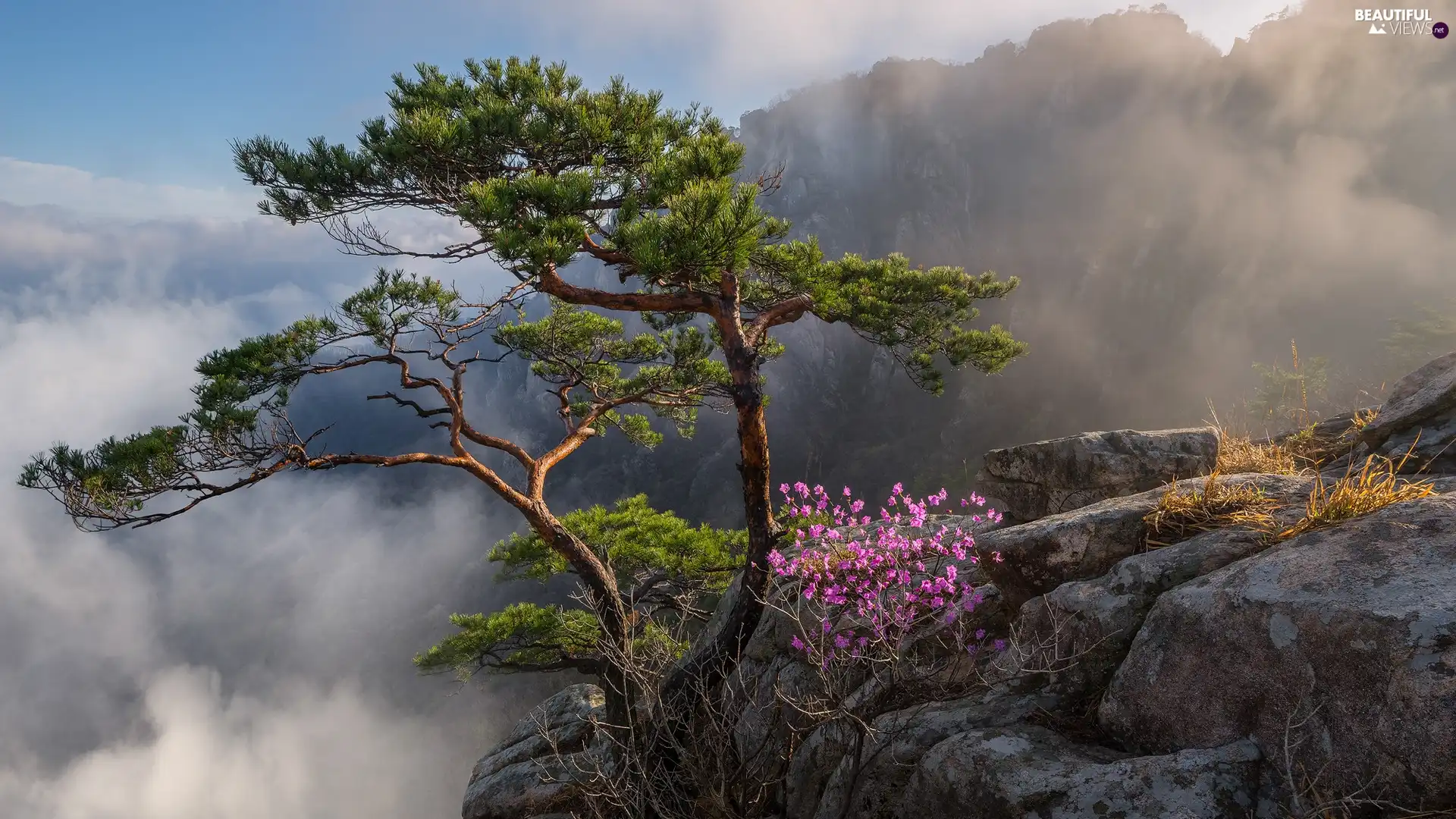 Fog, rocks, Floral, Bush, Mountains, South Korea, trees, pine, Flowers