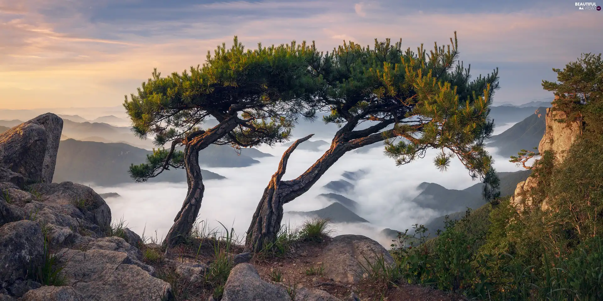 trees, rocks, pine, Fog, Mountains, viewes, VEGETATION