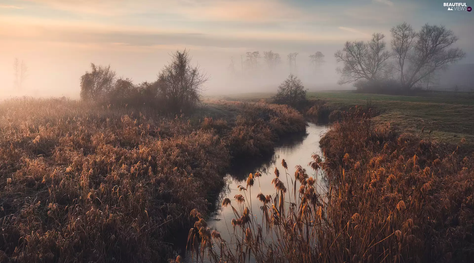 viewes, Fog, Plants, trees, River