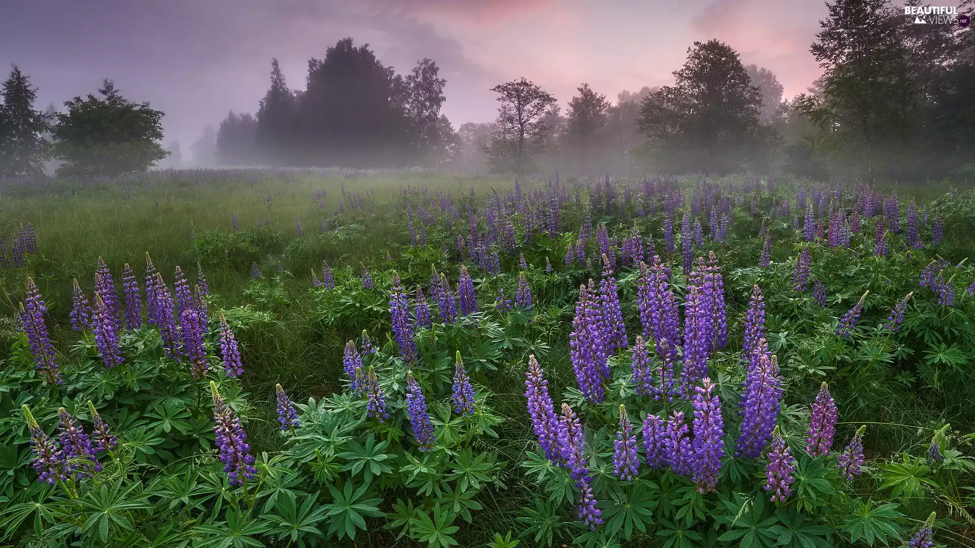 lupins, Meadow, viewes, Fog, trees, purple