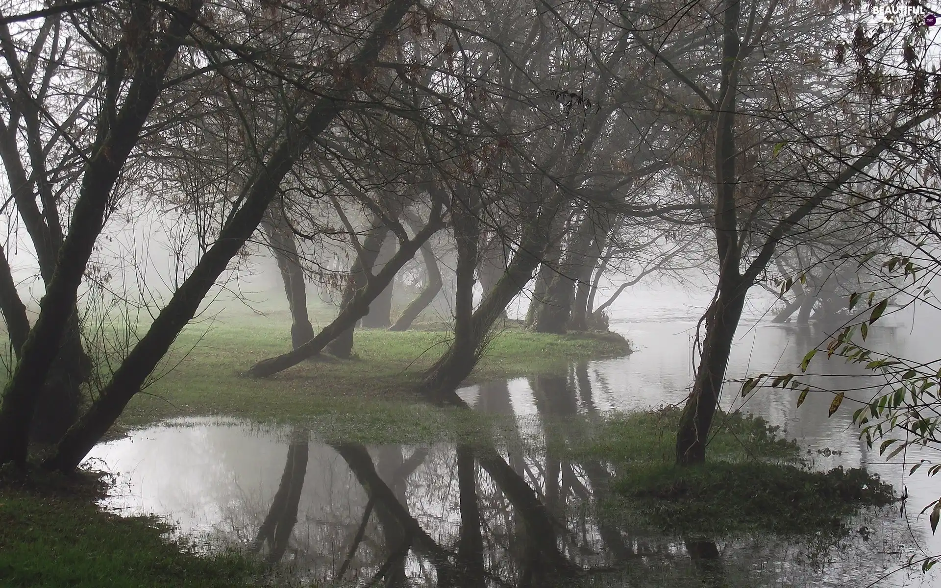 River, viewes, Fog, trees