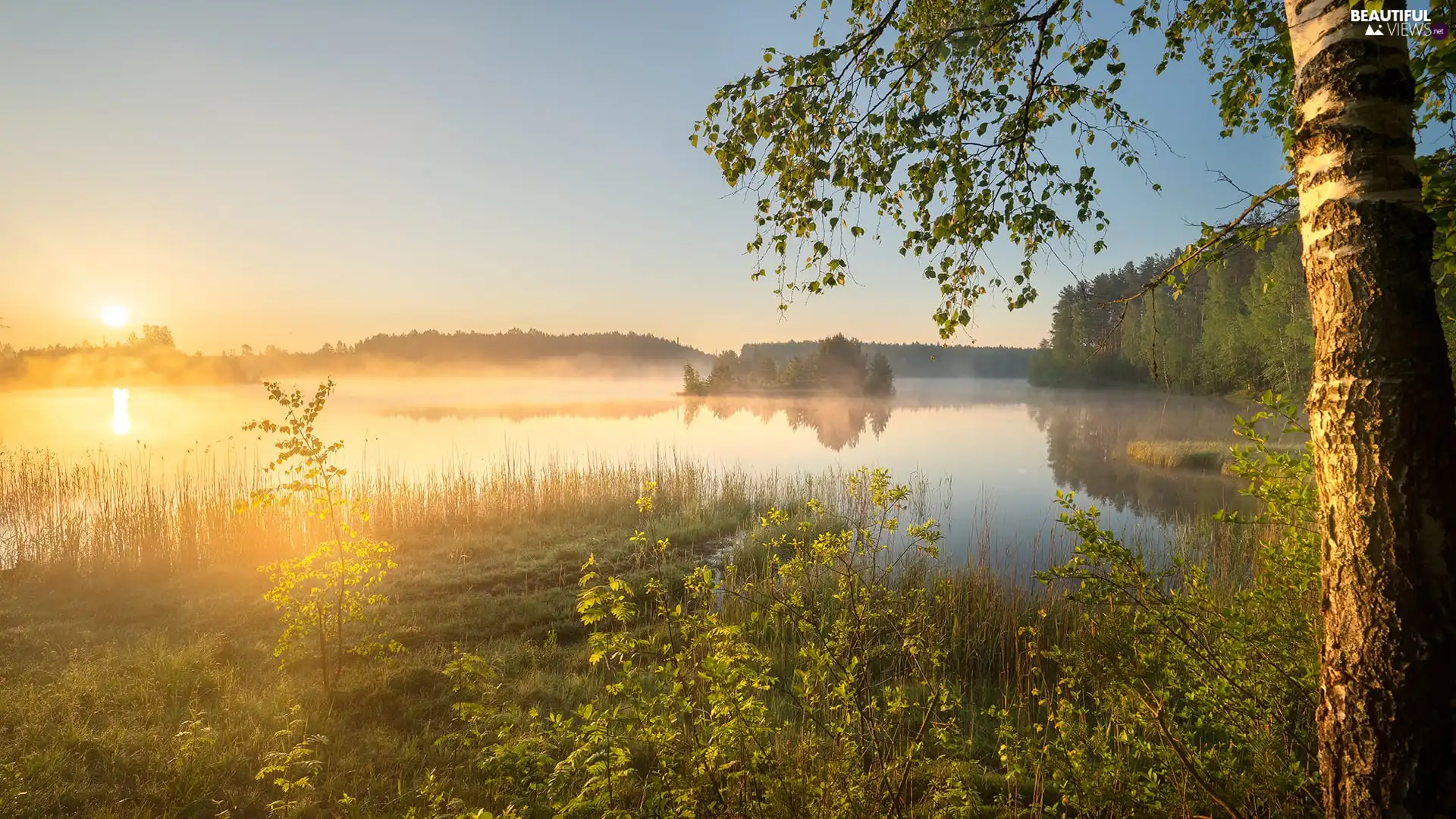 viewes, forest, Sunrise, trees, lake, birch-tree, Fog