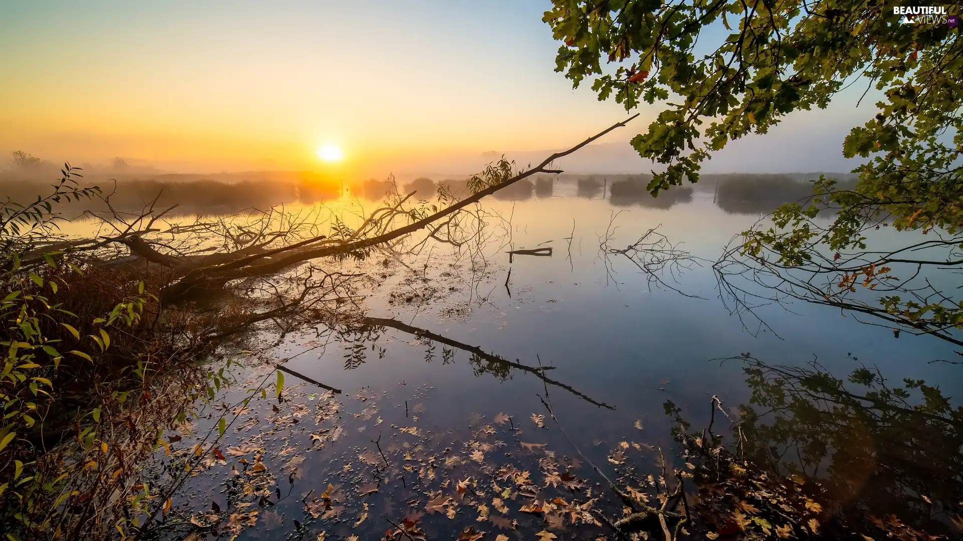 trees, branch pics, Fog, lake, Sunrise