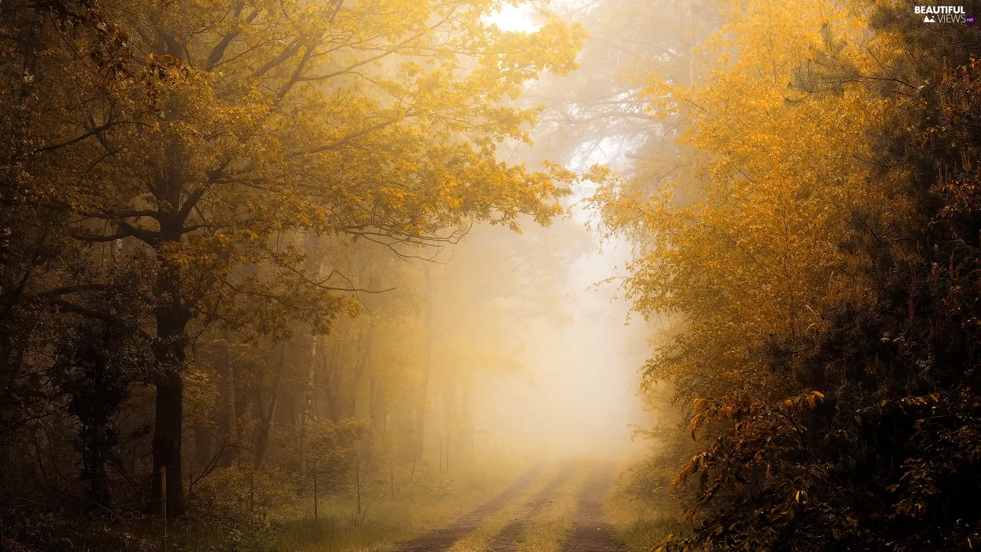 viewes, forest, autumn, Fog, Way, trees
