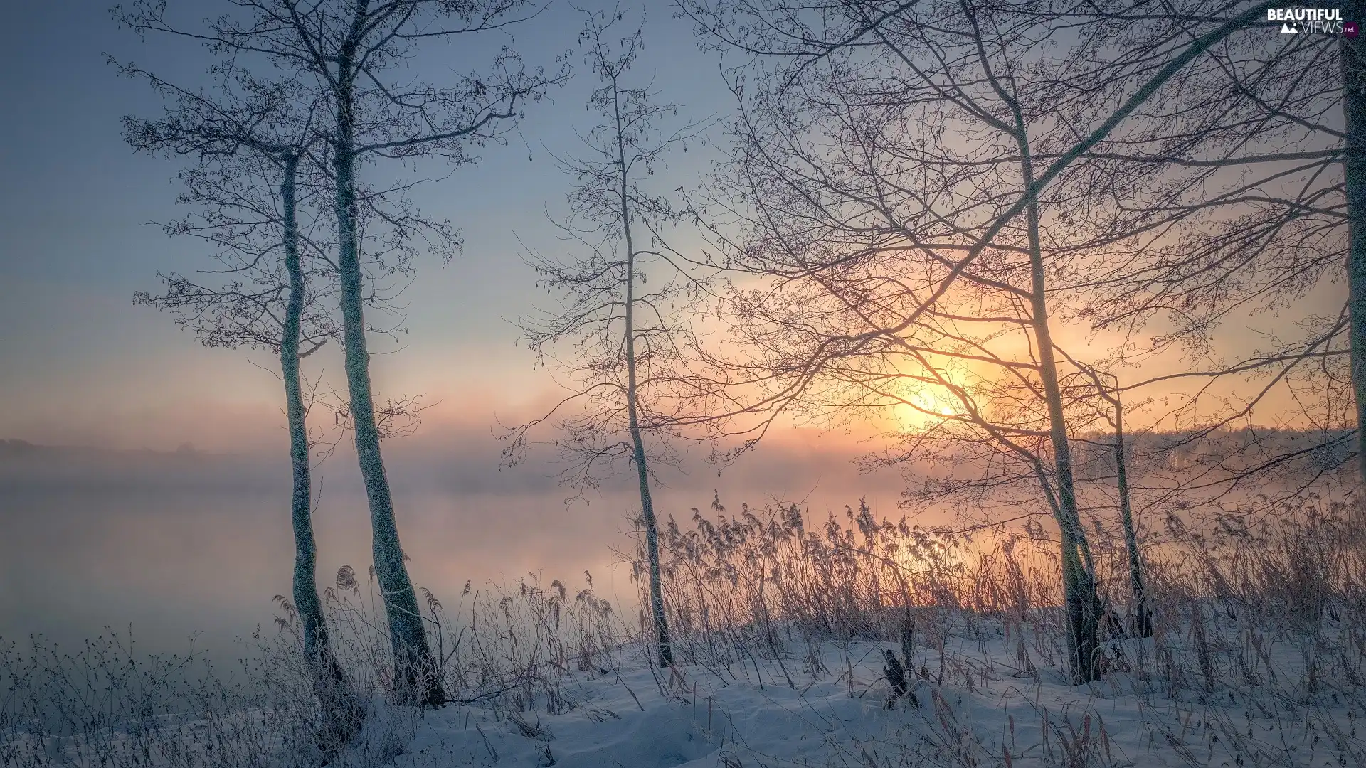 viewes, lake, Bush, Fog, snow, trees