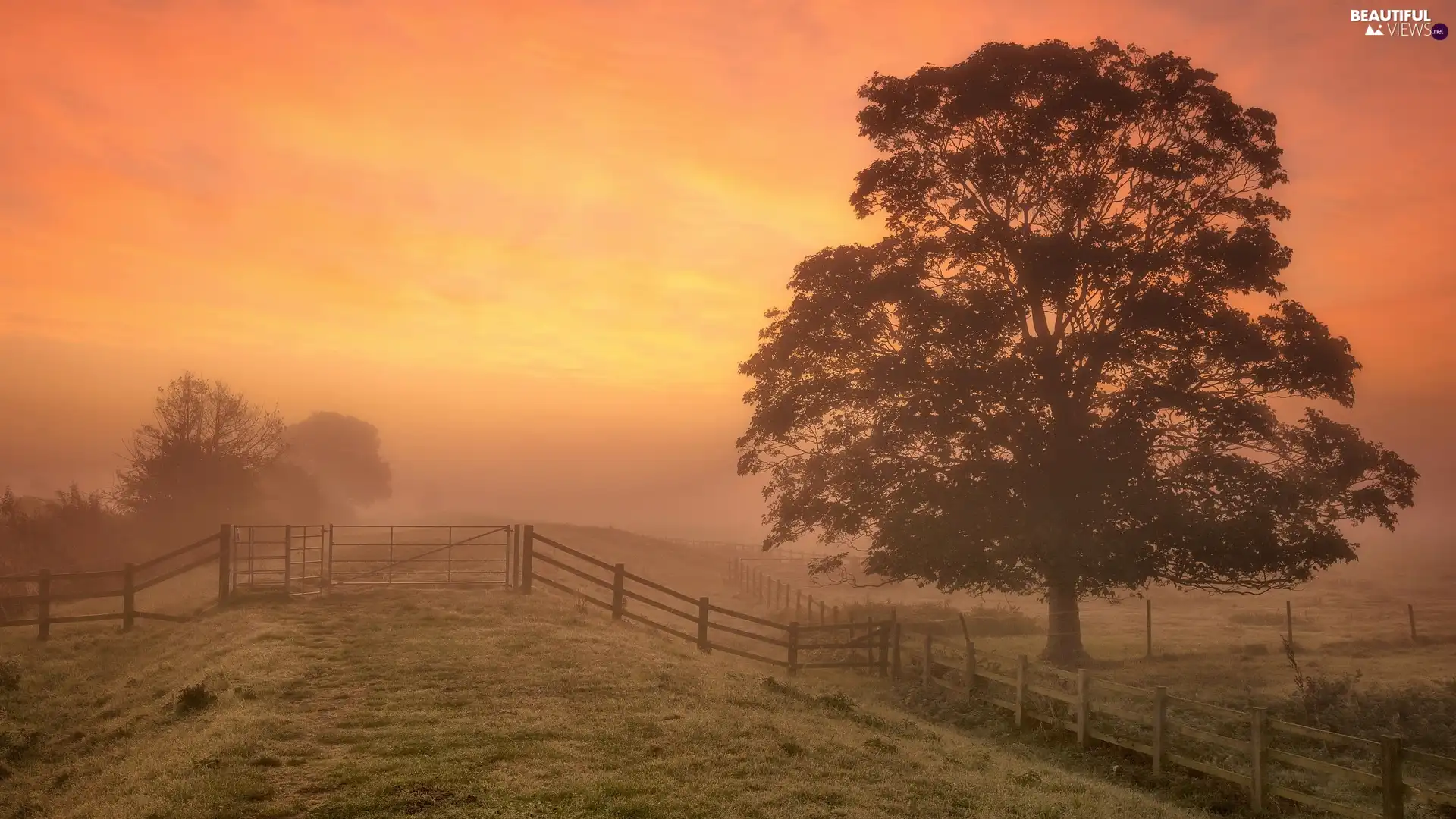 fence, Fog, trees, viewes, Field