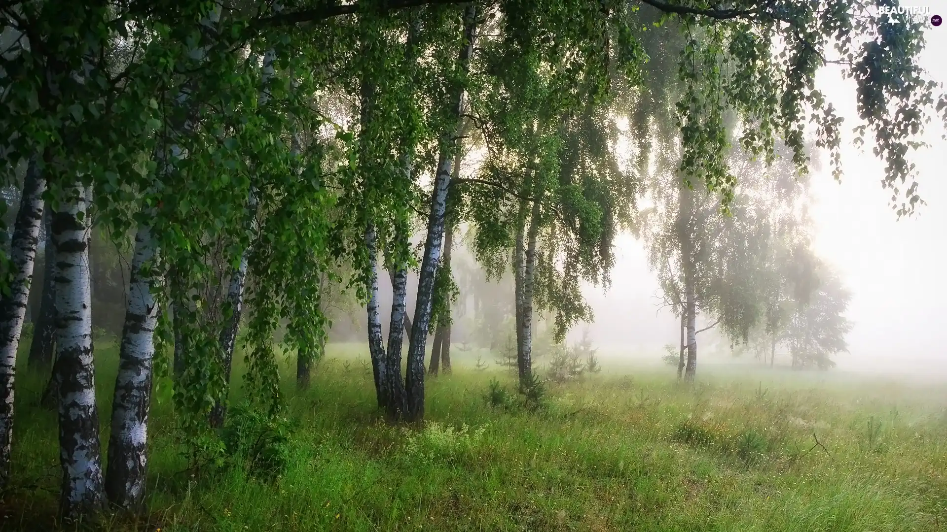 birch, Fog, trees, viewes, forest
