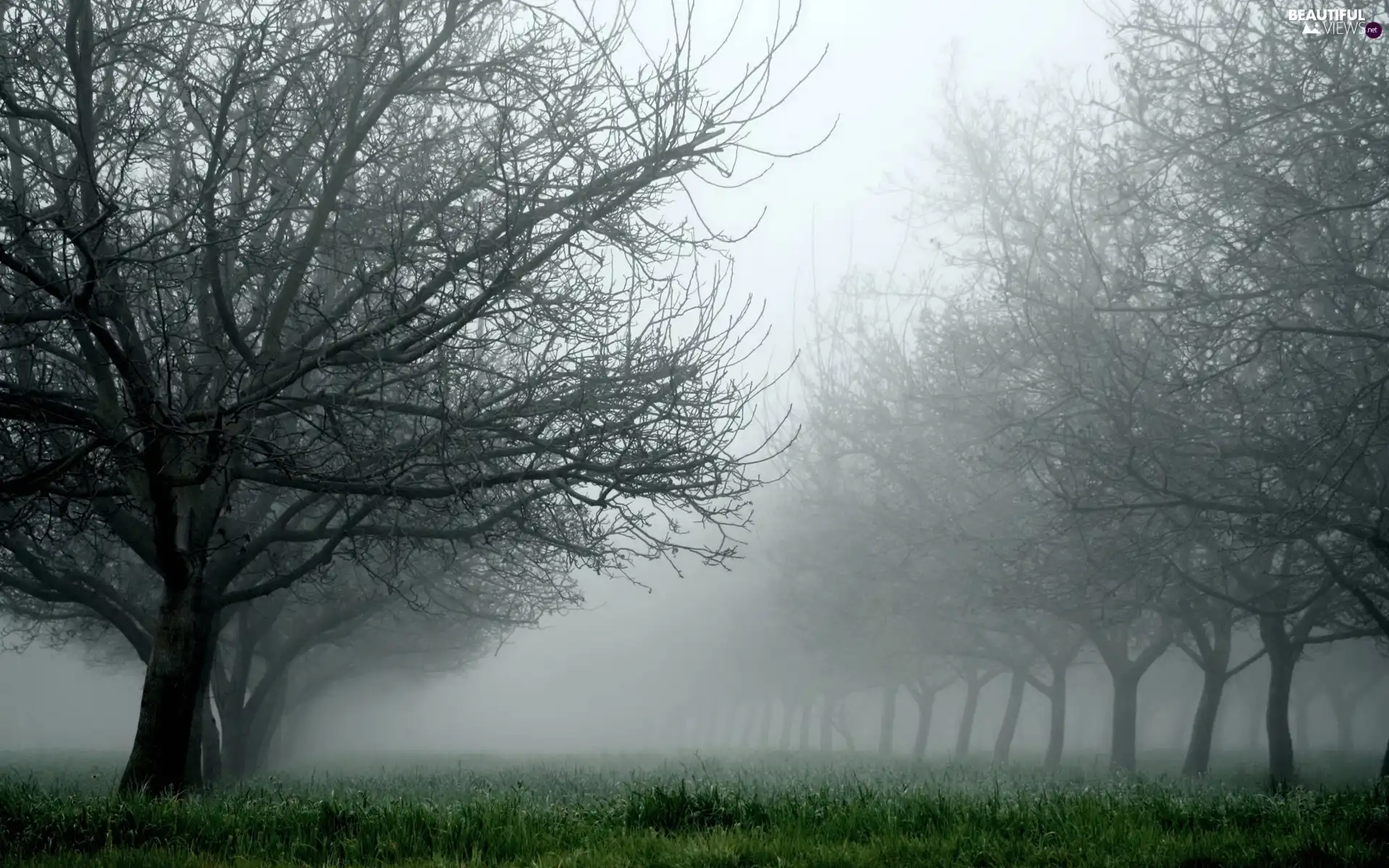 trees, grass, Fog, viewes