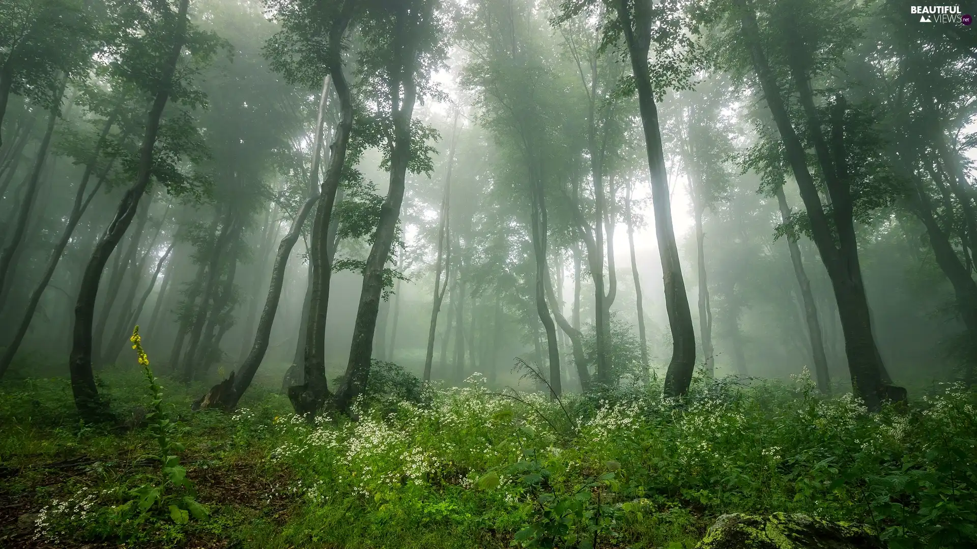 viewes, forest, scrub, Fog, green, trees