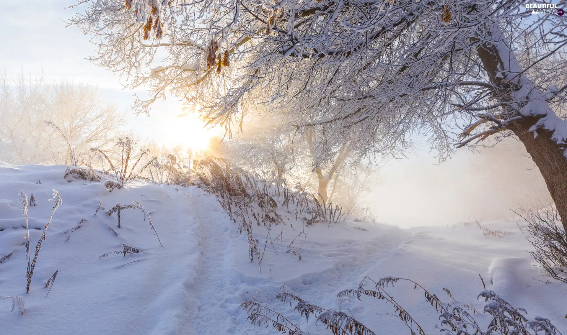 viewes, winter, sun, Fog, Plants, trees