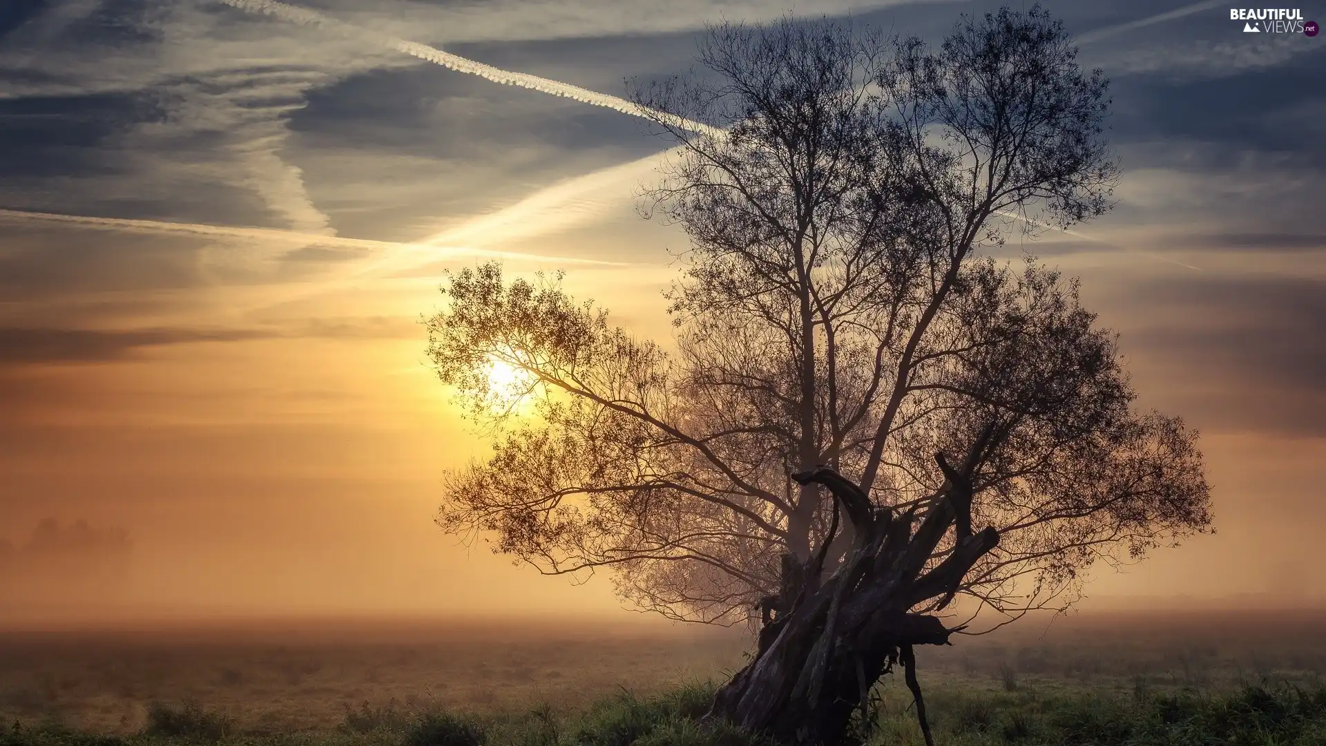 Fog, Sunrise, trees