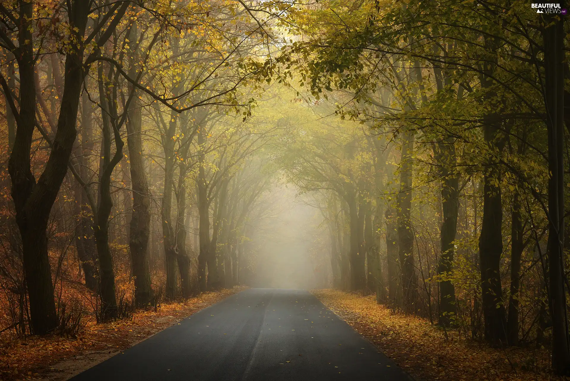 viewes, forest, Way, Fog, autumn, trees