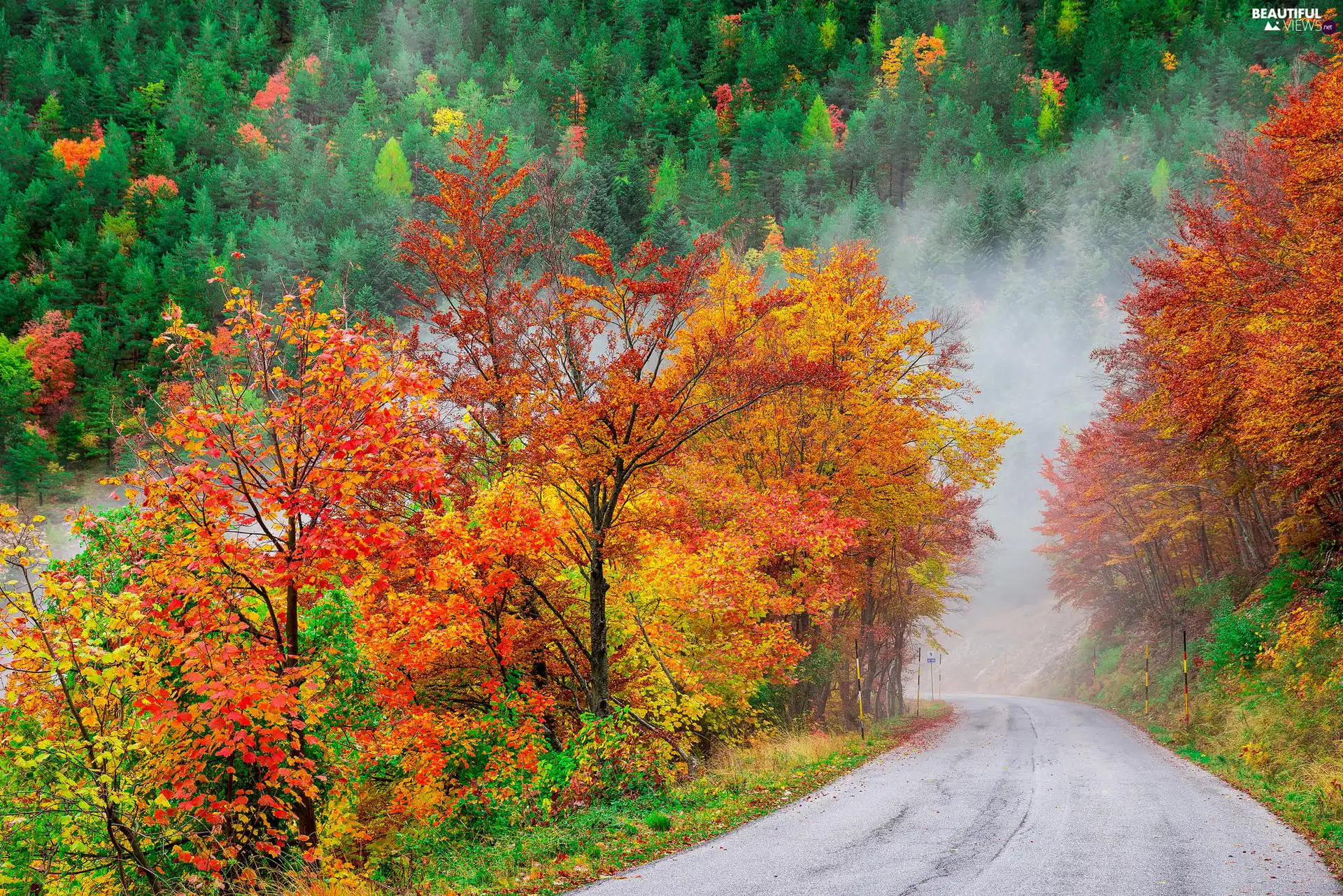 autumn, Way, trees, Fog, forest, color, viewes