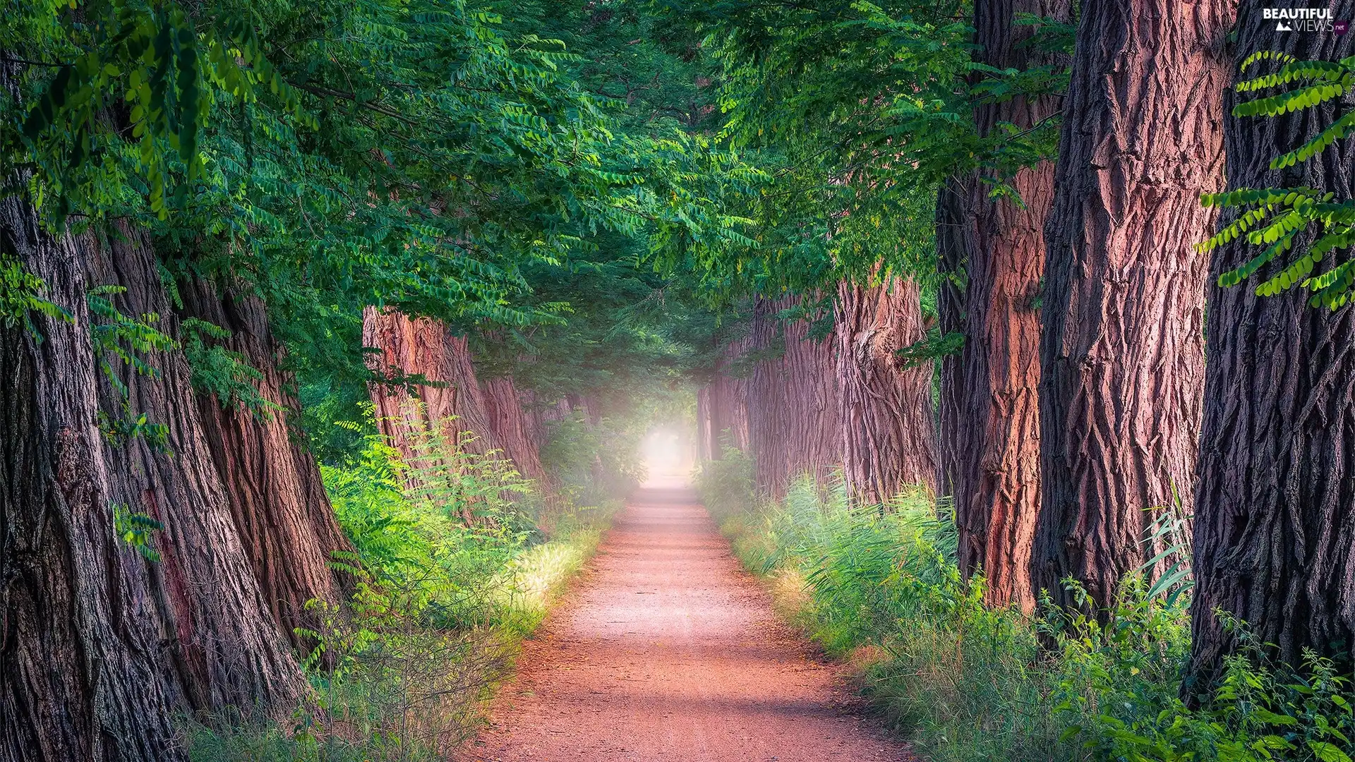 VEGETATION, Fog, trees, viewes, Way