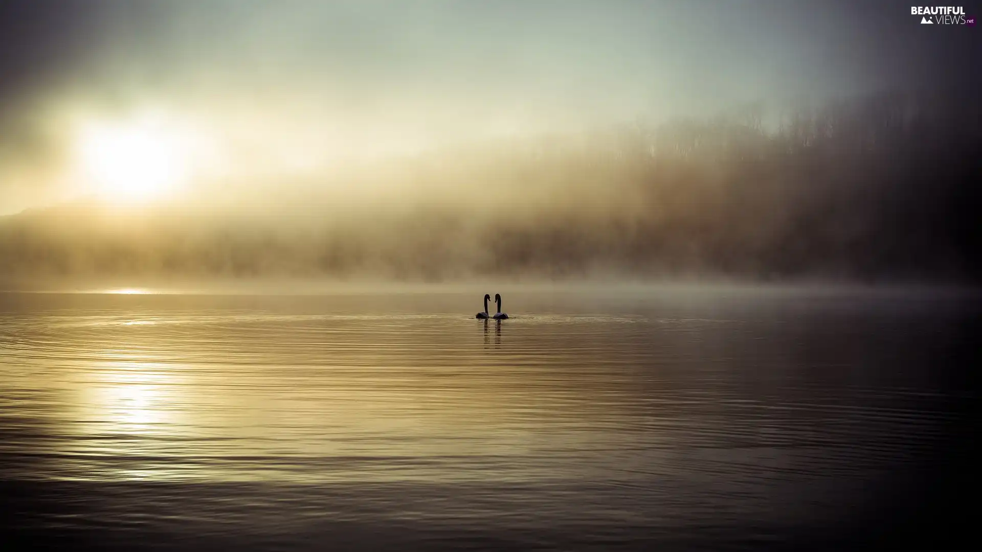 Two Swans, lake, Fog